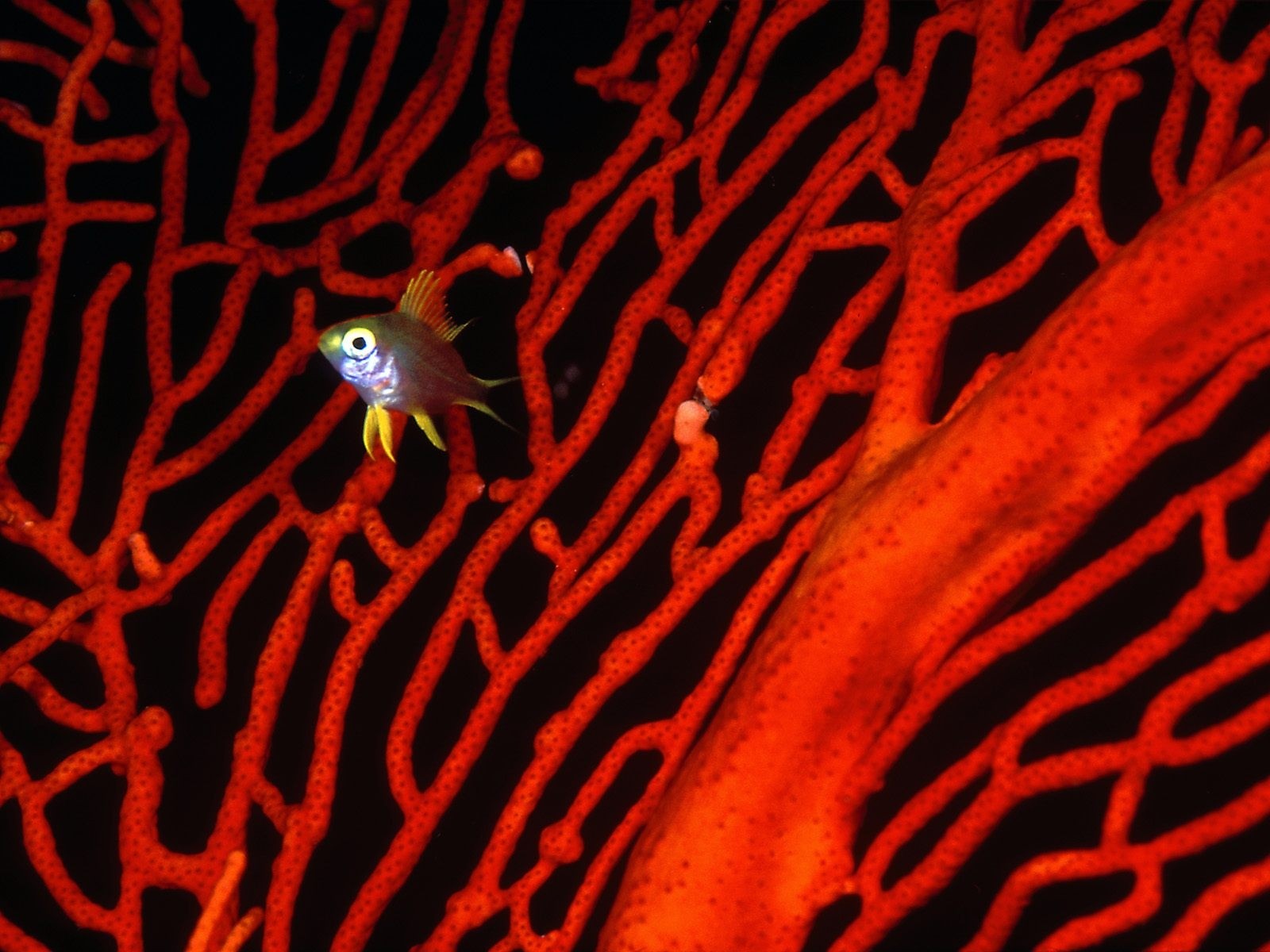 General 1600x1200 underwater sea coral fish animals