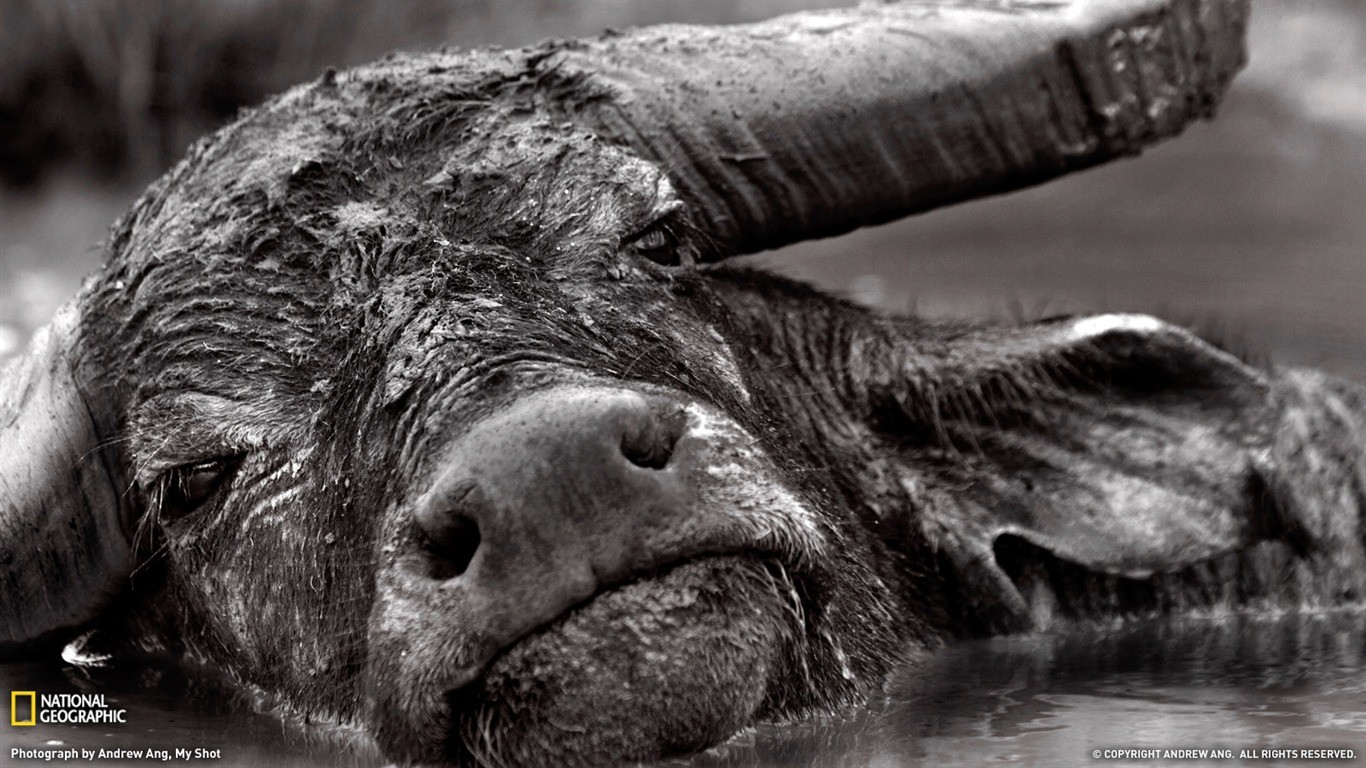 General 1366x768 animals buffalo monochrome wildlife mud horns National Geographic mammals in water