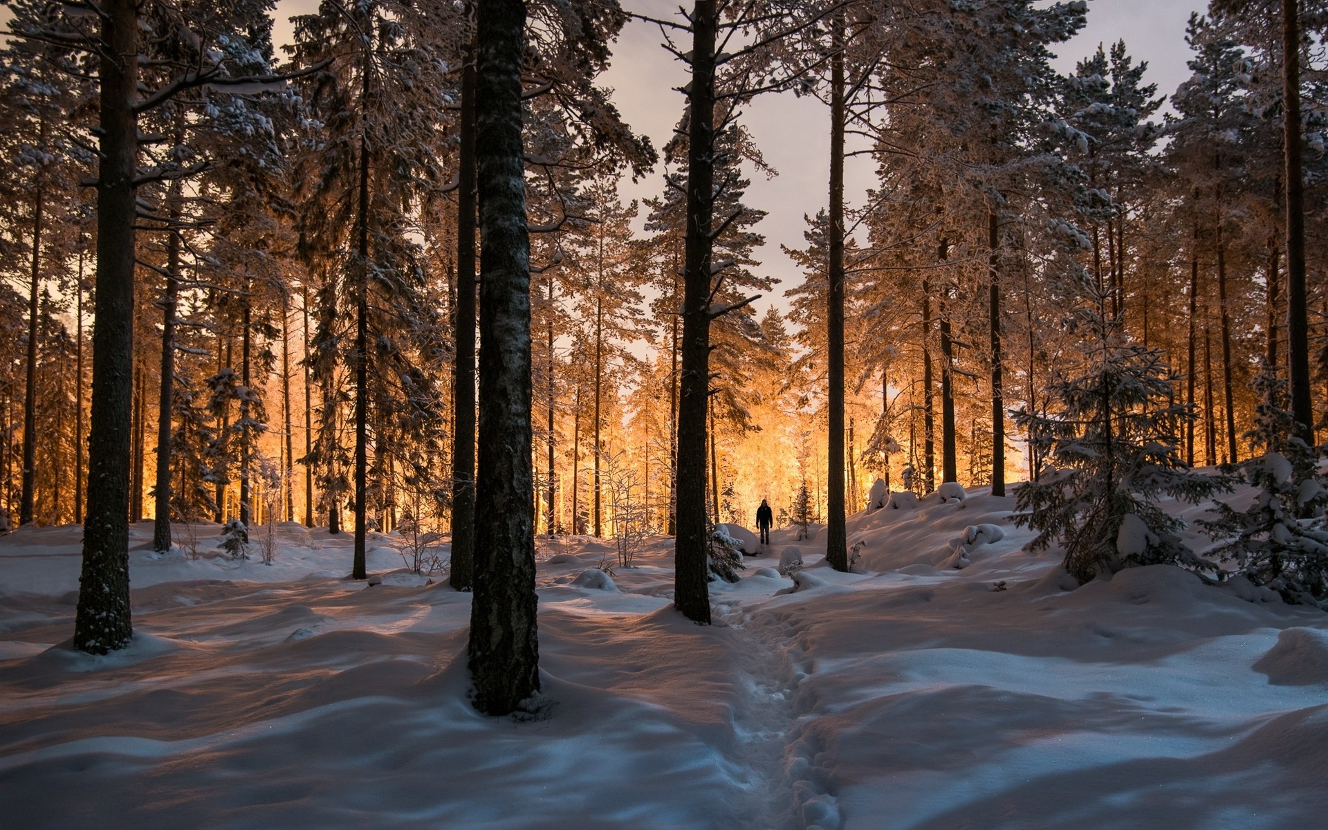 General 1920x1200 landscape nature winter forest sunlight trees snow cold