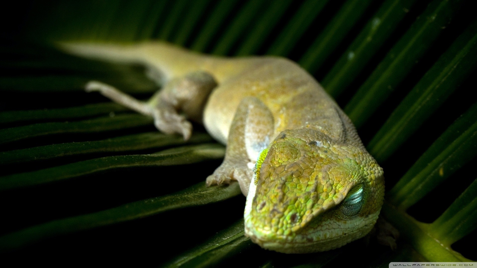 General 1920x1080 sleeping lizards leaves reptiles macro blurred wildlife animals