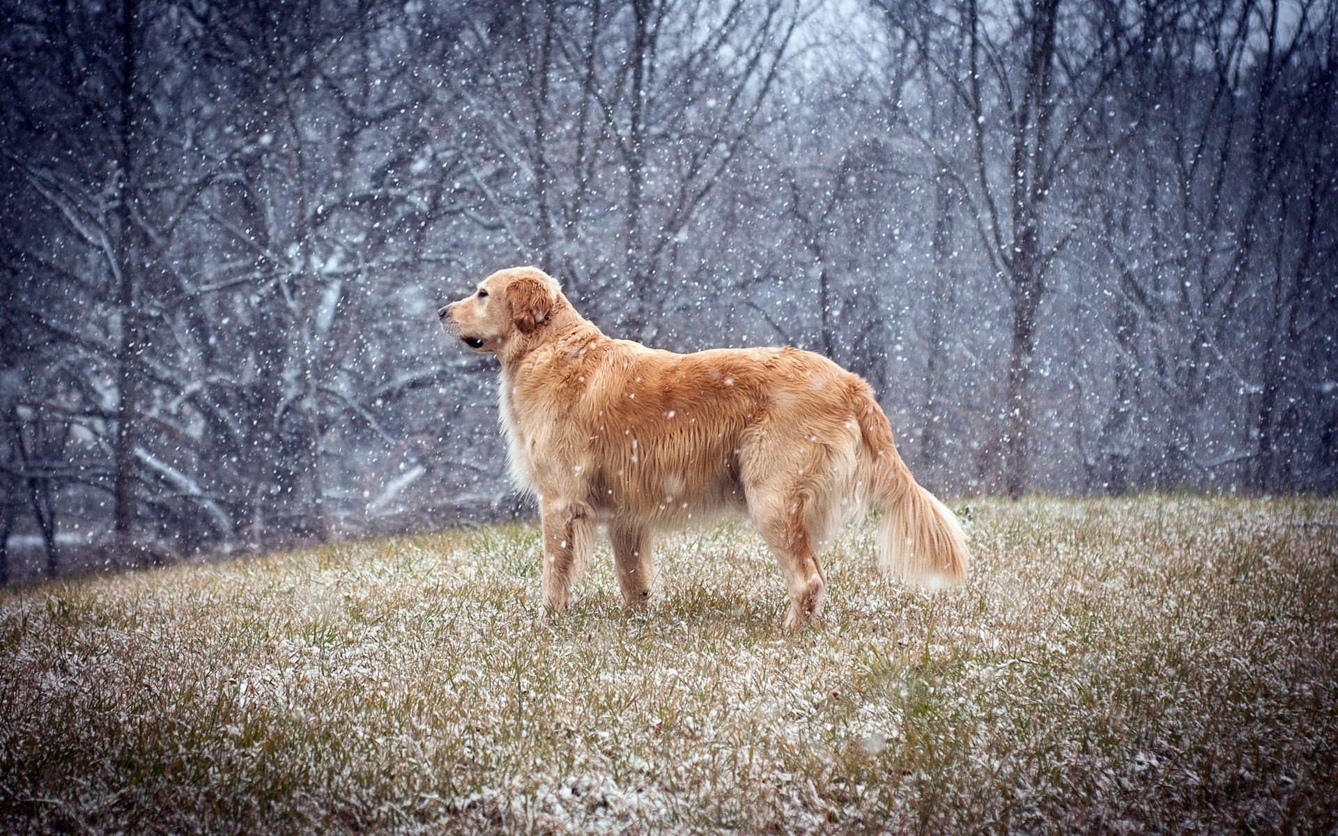General 1920x1200 dog animals golden retrievers snow winter snowing mammals outdoors