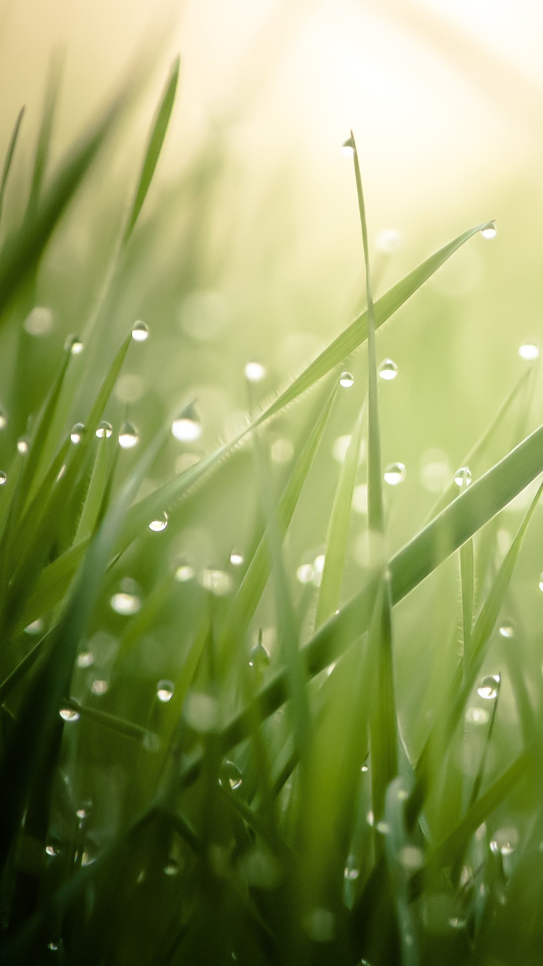 General 1080x1920 plants water drops grass nature