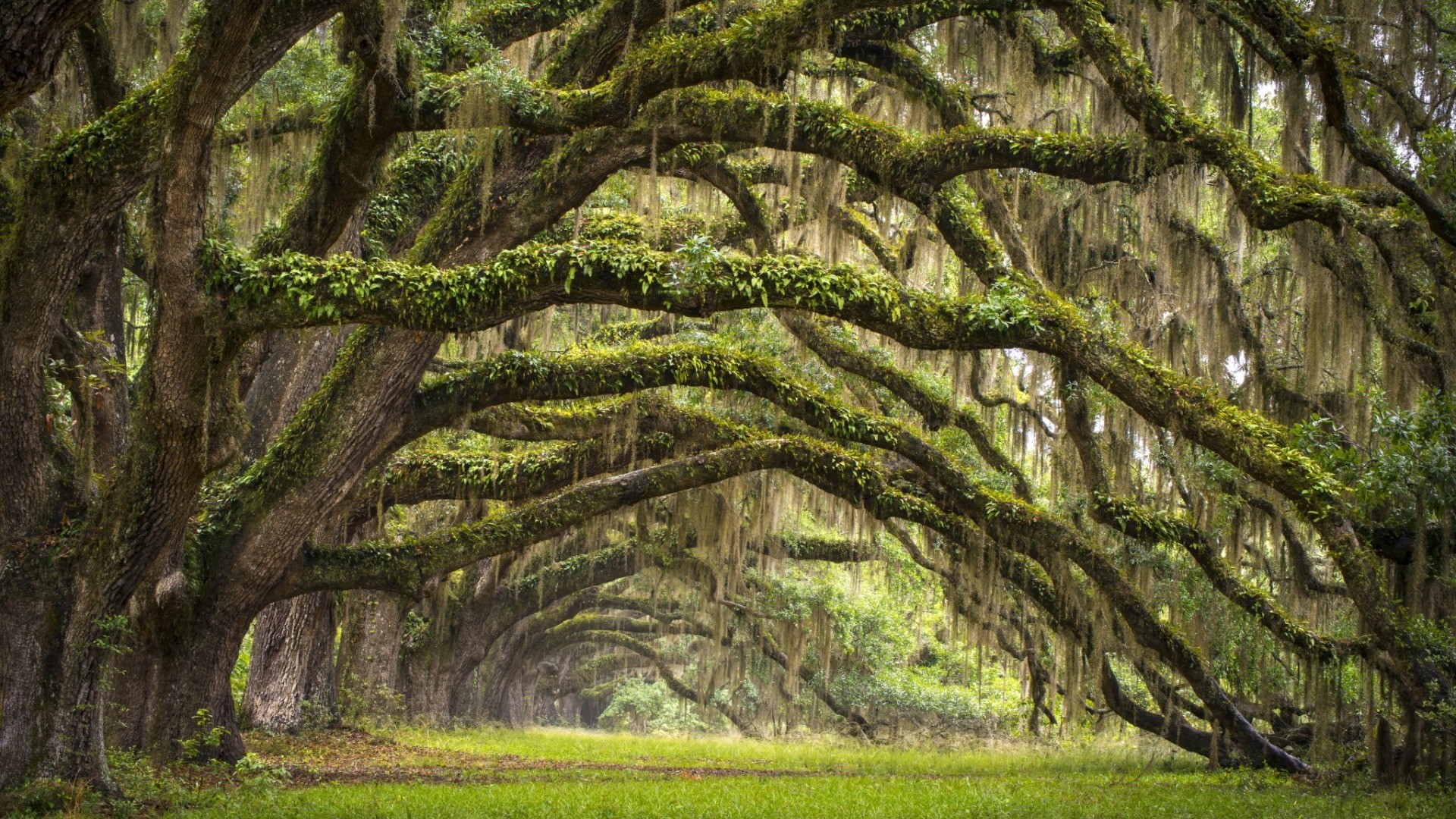 General 1920x1080 nature landscape trees branch leaves South Carolina USA forest moss grass field