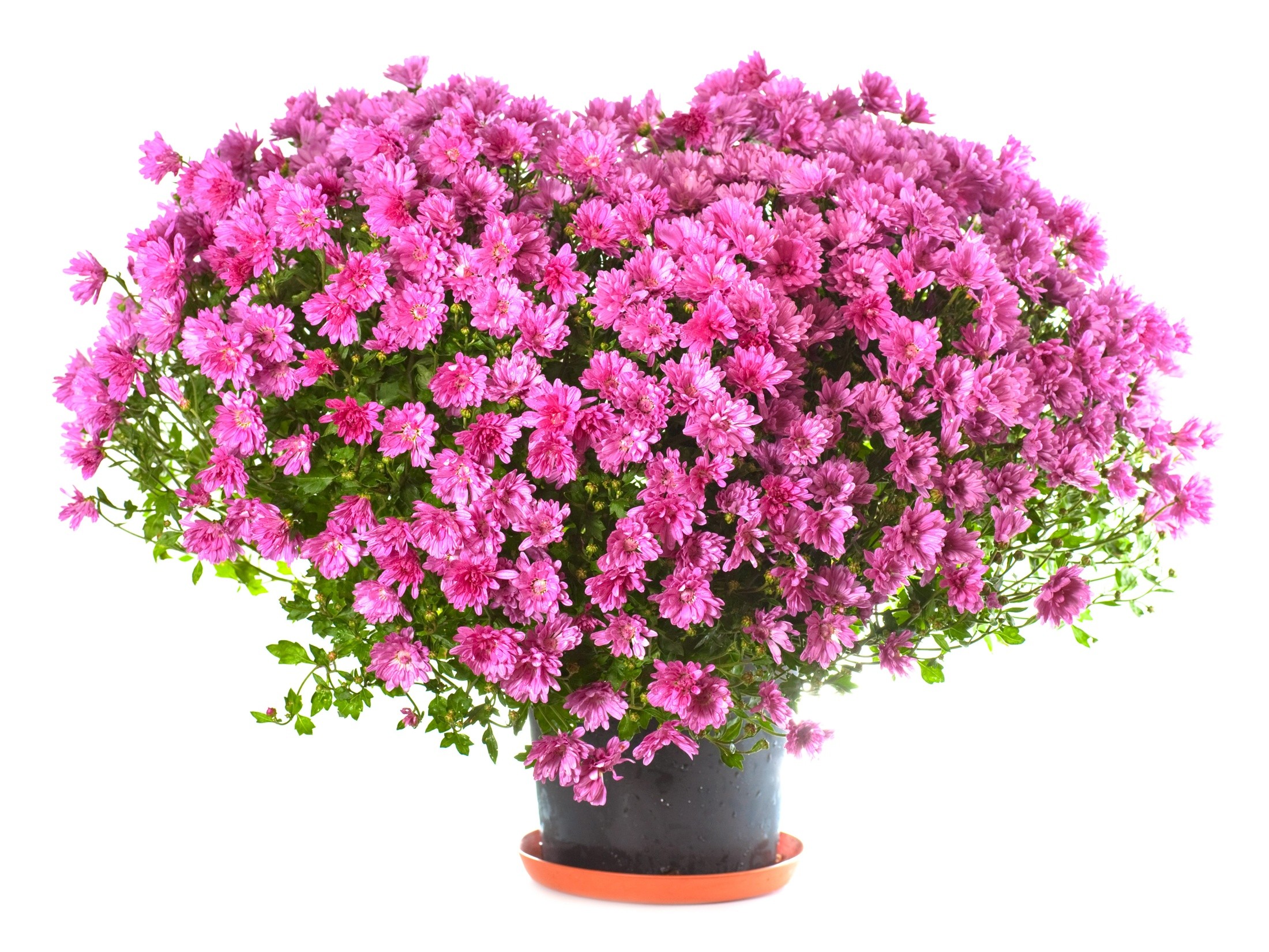 General 2200x1651 flowers plants pink flowers white background