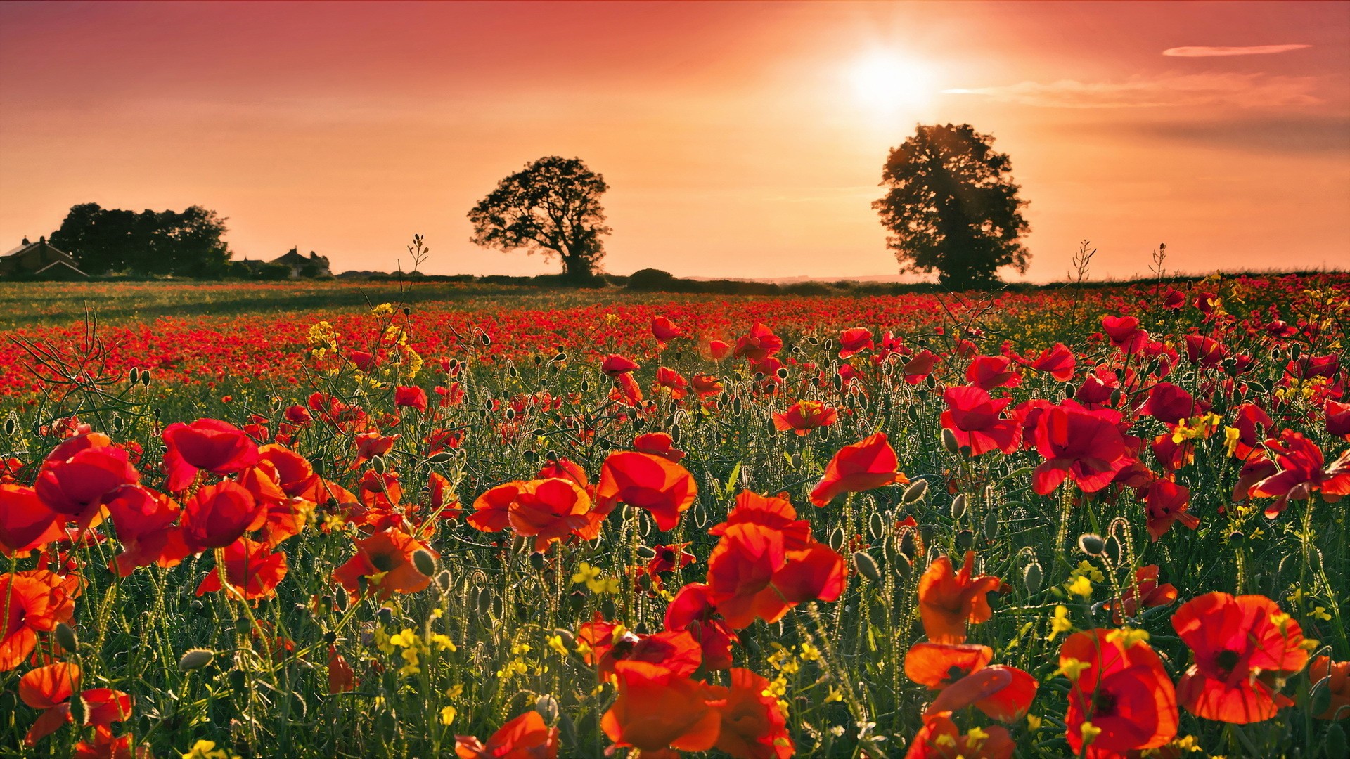 General 1920x1080 nature field landscape trees poppies plants Sun outdoors
