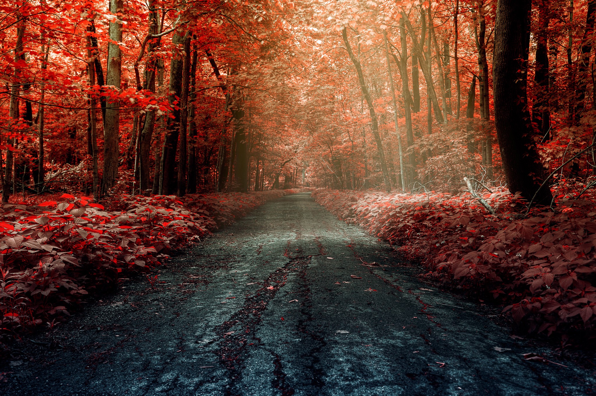 General 2048x1360 forest road trees fall outdoors leaves plants