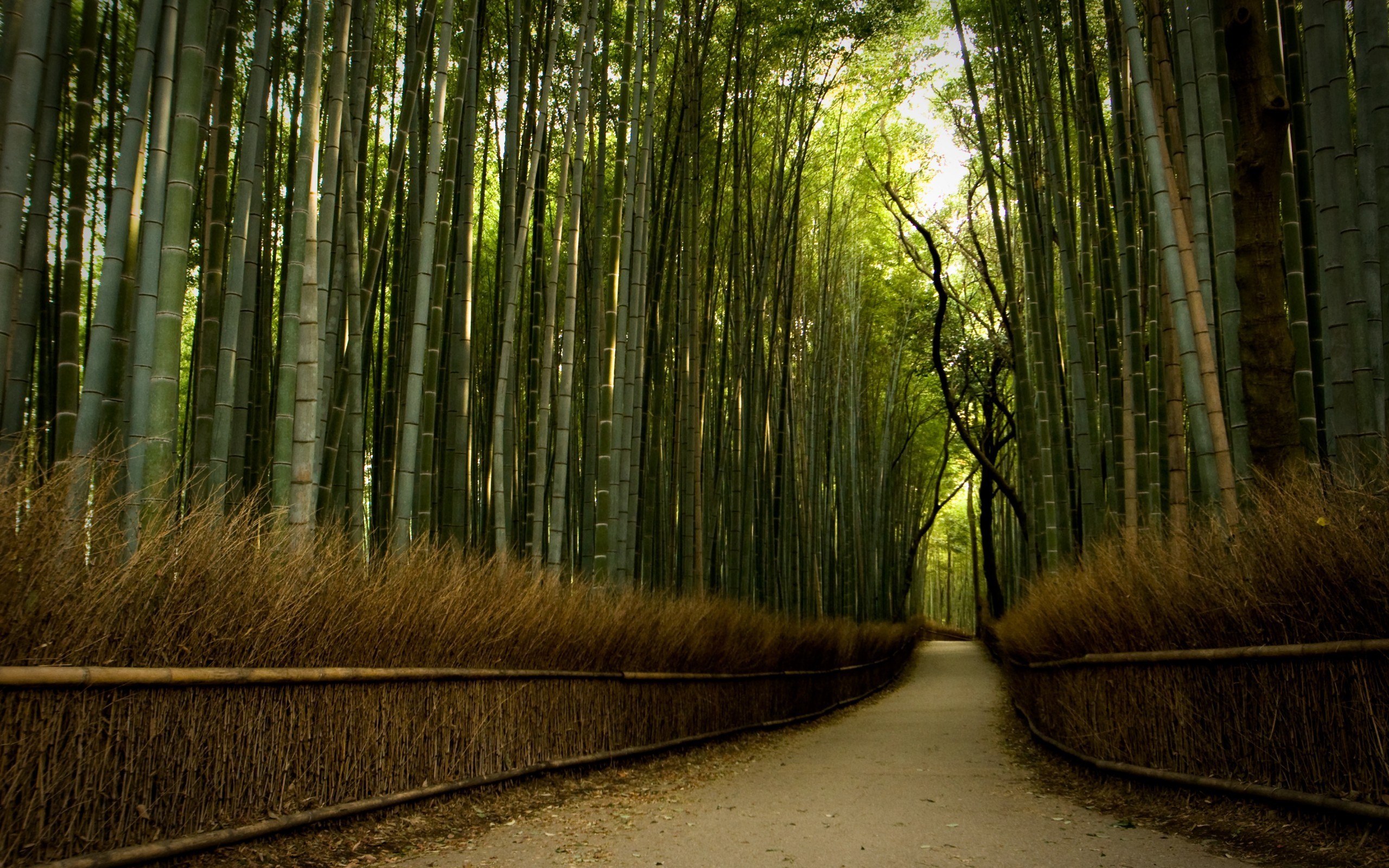 General 2560x1600 nature forest trees path street road dirt road bamboo