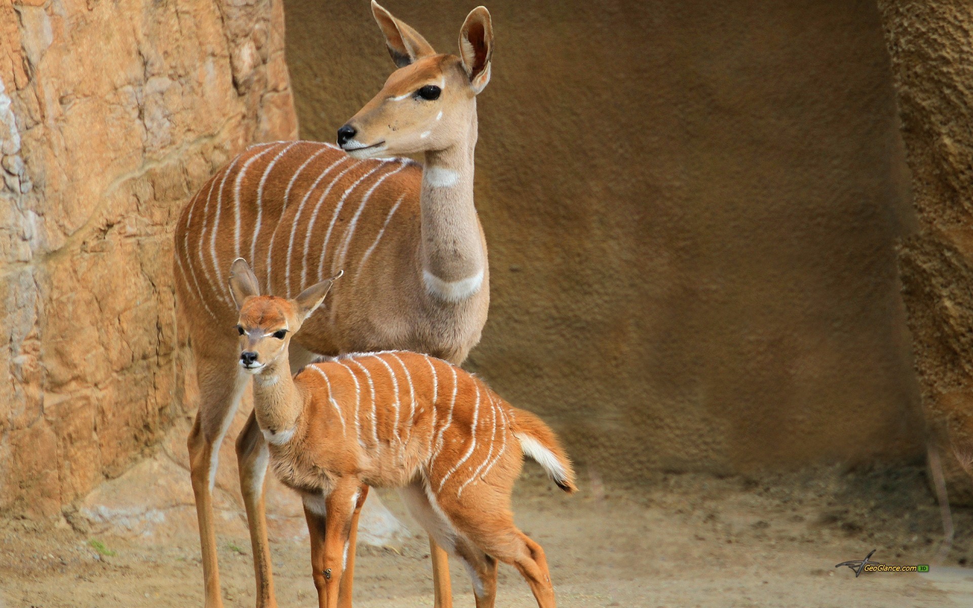 General 1920x1200 Bongo Deer deer animals mammals fawns baby animals