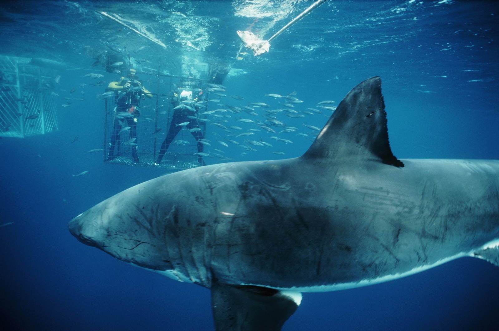 General 1600x1060 shark animals fish divers underwater