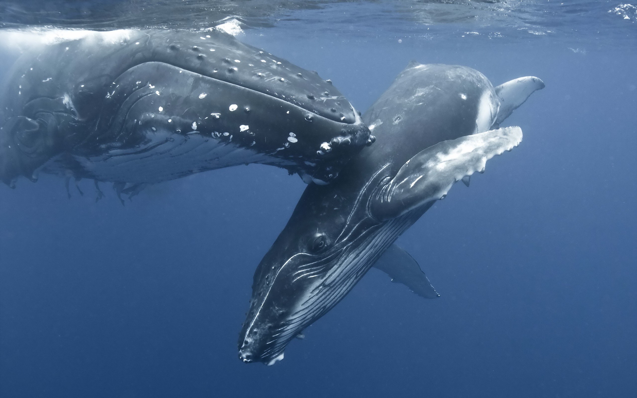 General 2560x1600 whale animals mammals underwater