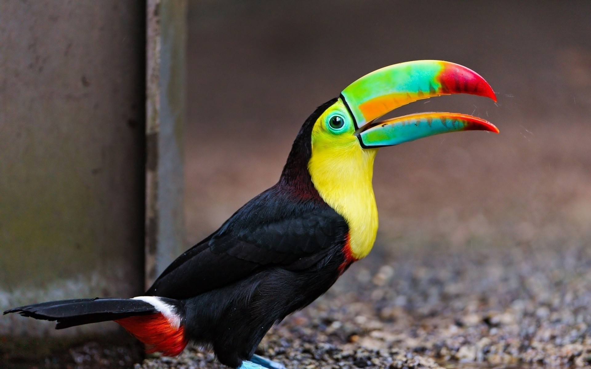 General 1920x1200 toucans birds animals colorful closeup