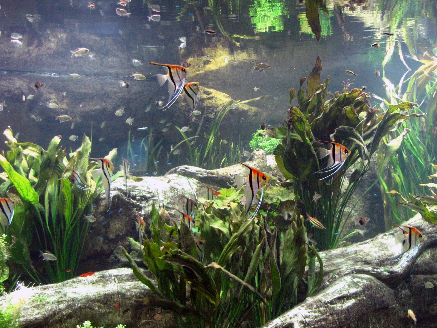 General 1400x1050 fish plants aquarium animals