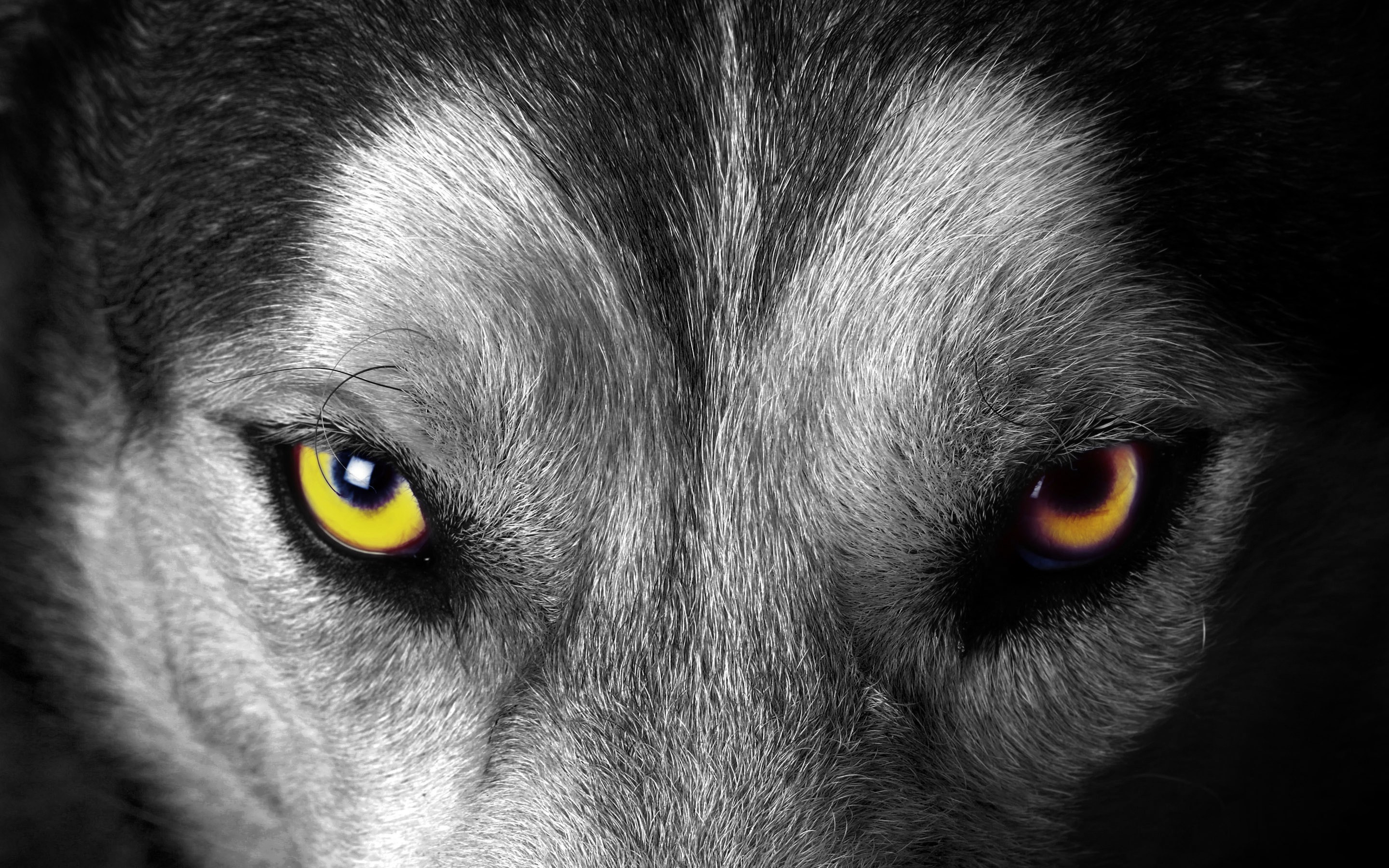 General 2880x1800 animals wolf selective coloring mammals closeup animal eyes yellow eyes