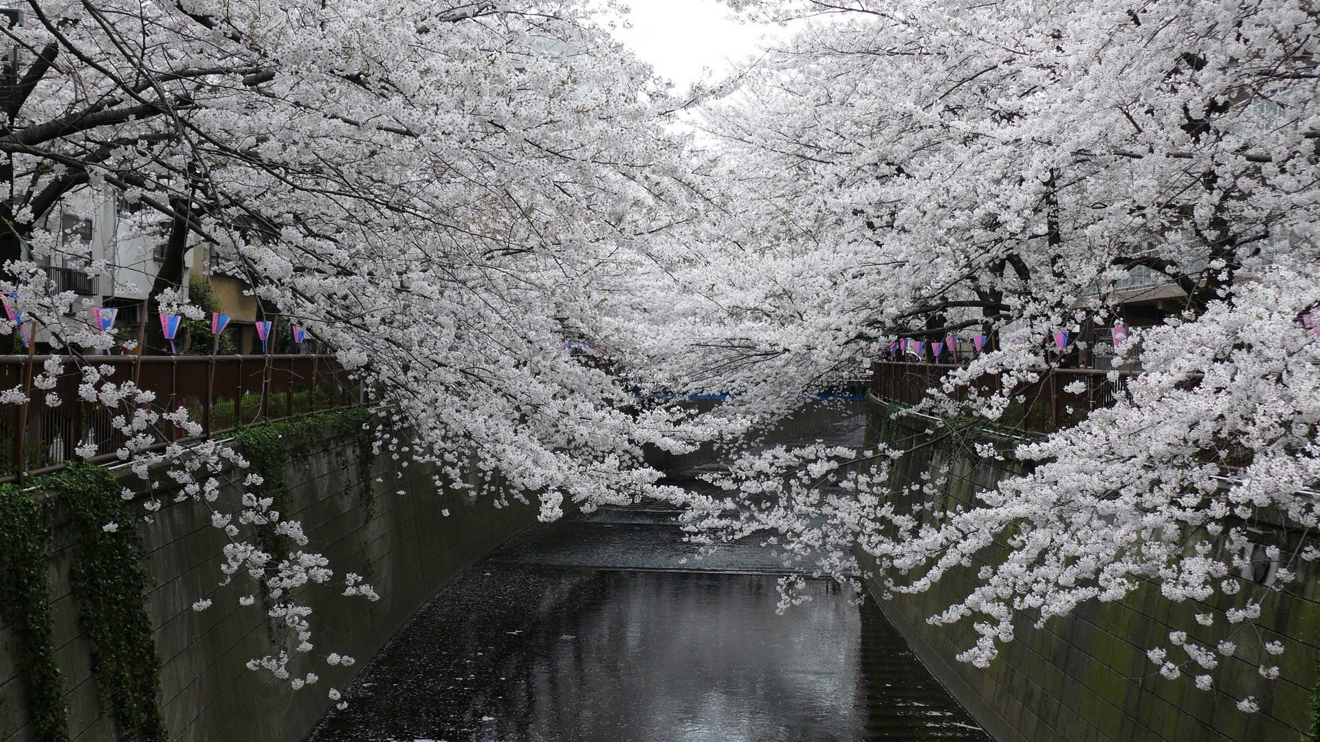 General 1920x1080 city urban cherry blossom water trees Asia Japan canal plants