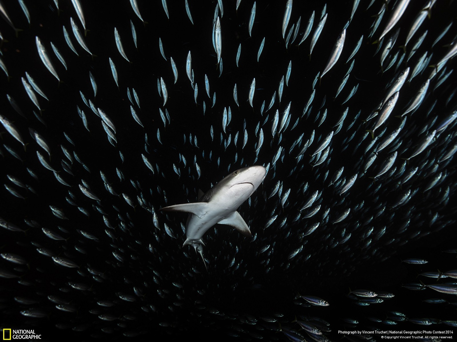 General 1600x1200 shark fish 2014 (Year) animals Fish Swarm sea life underwater
