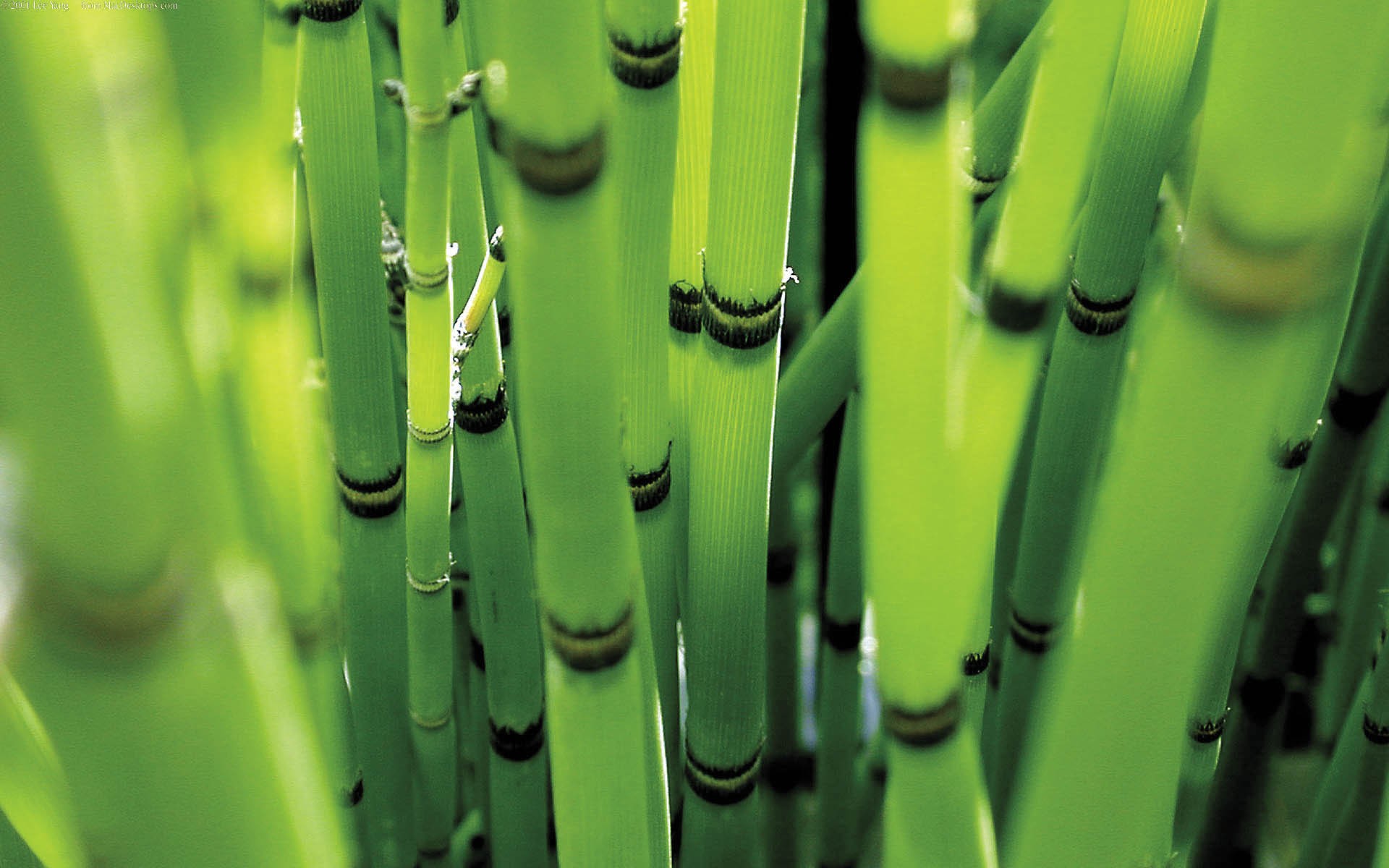 General 1920x1200 plants bamboo nature branch green reeds