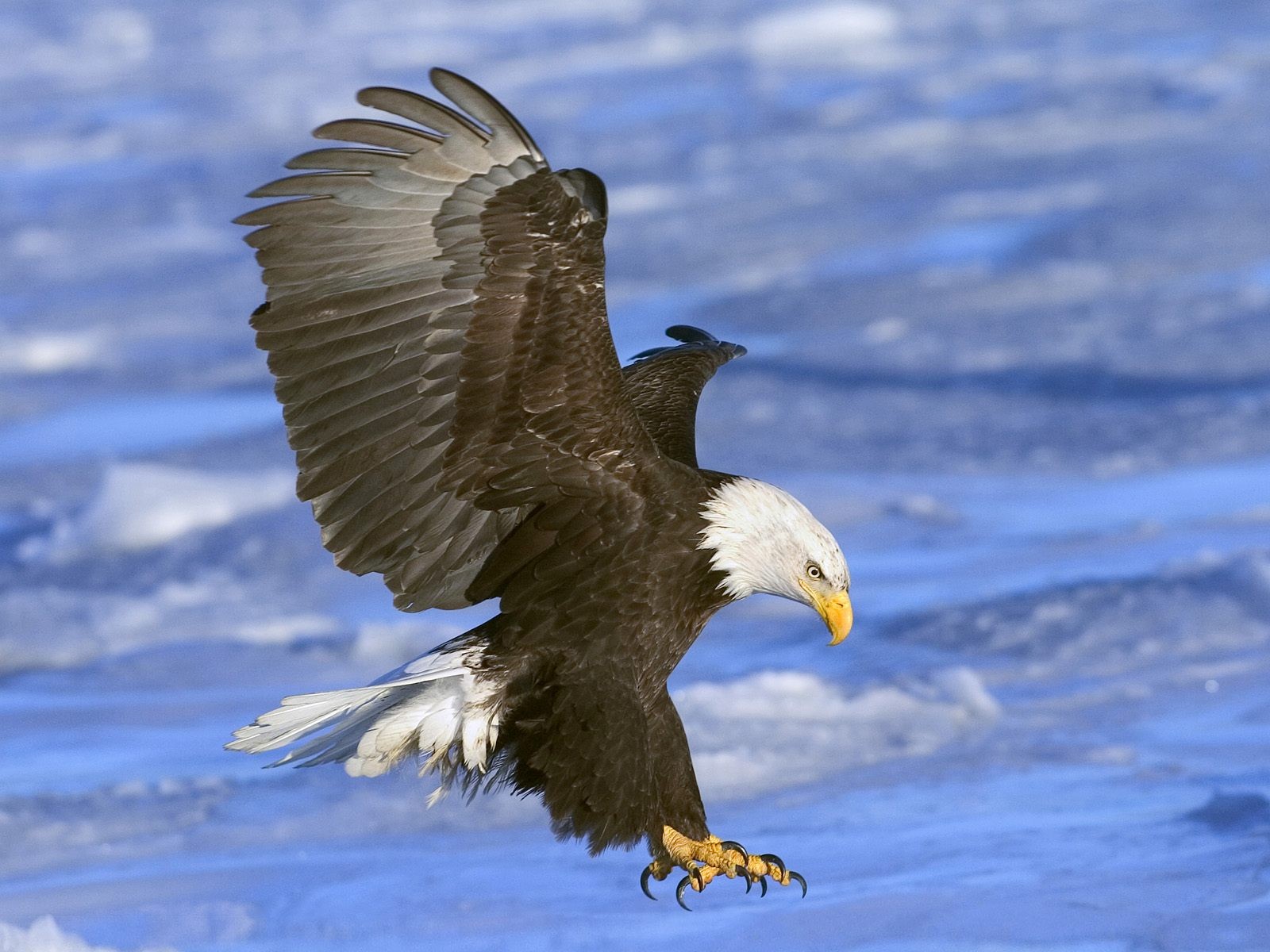General 1600x1200 eagle wings sea attack birds bald eagle animals