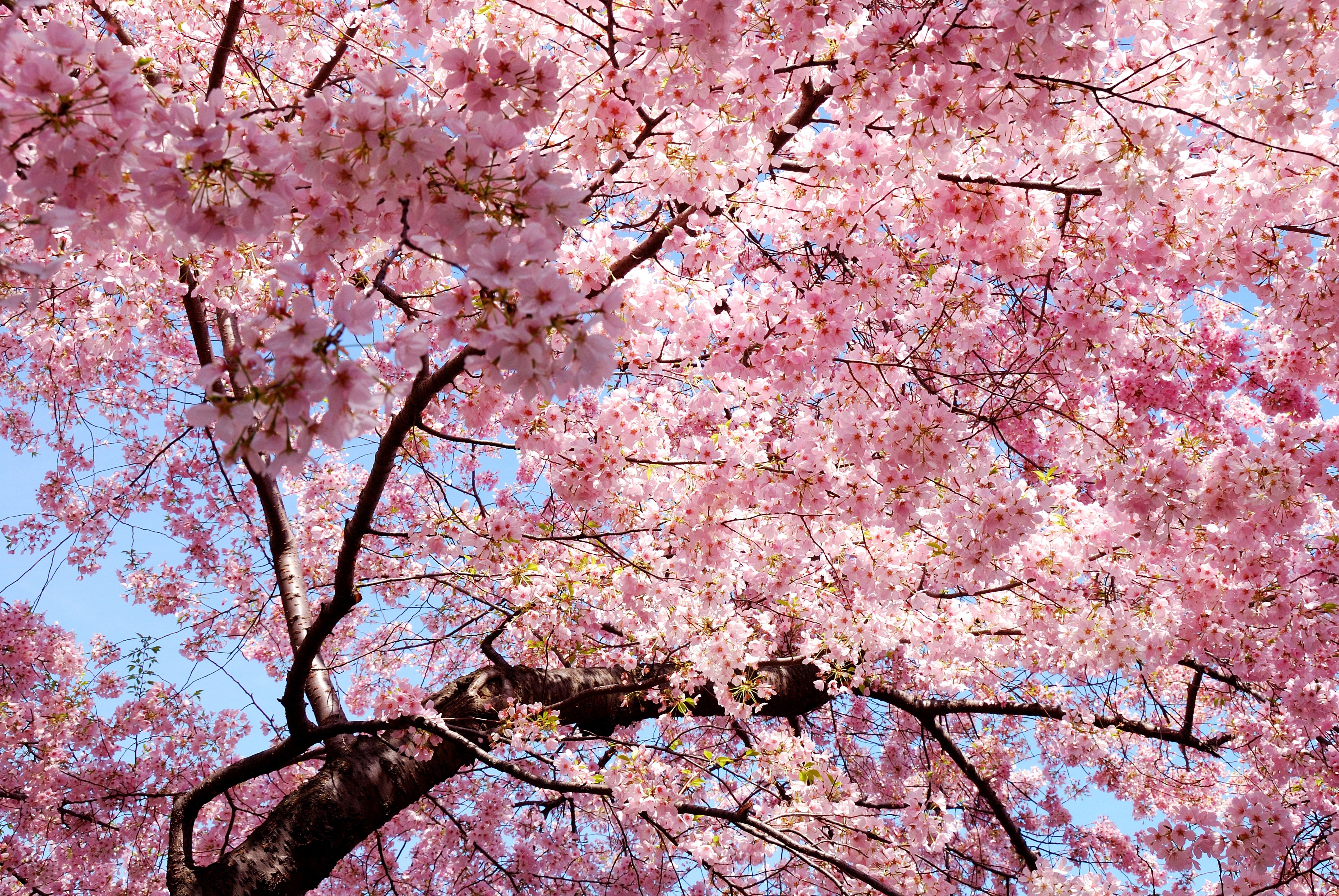 General 7744x5184 pink trees nature magnolia cherry blossom plants