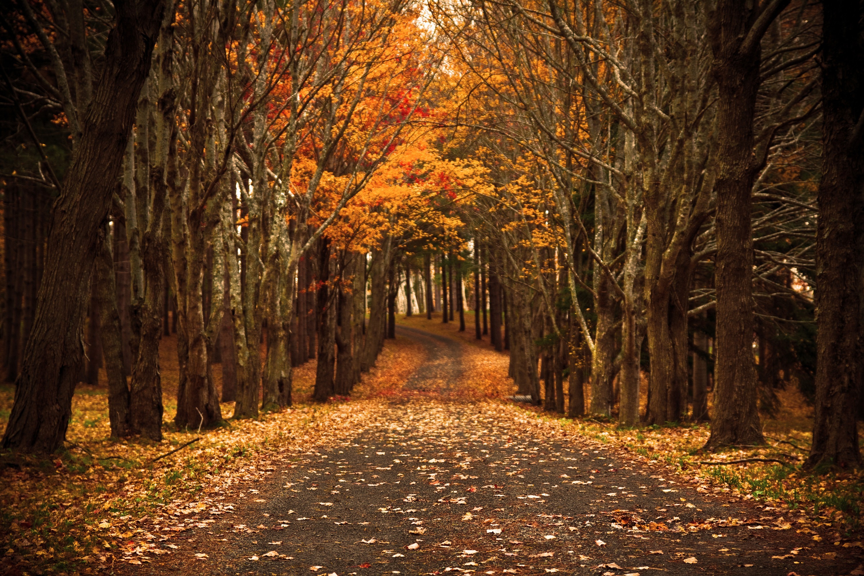 General 3000x2000 trees fall outdoors leaves fallen leaves road orange nature