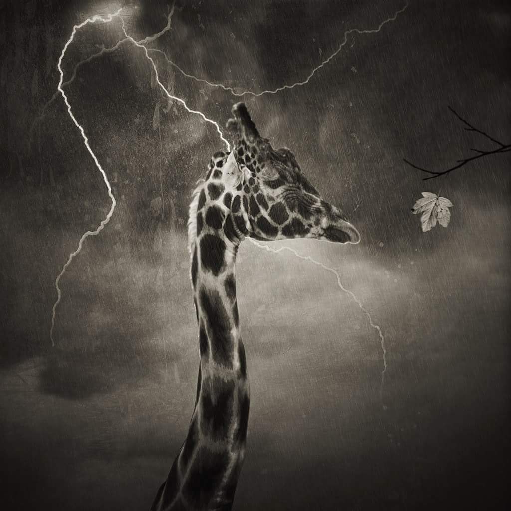 General 1024x1024 giraffes monochrome storm animals digital art leaves mammals lightning