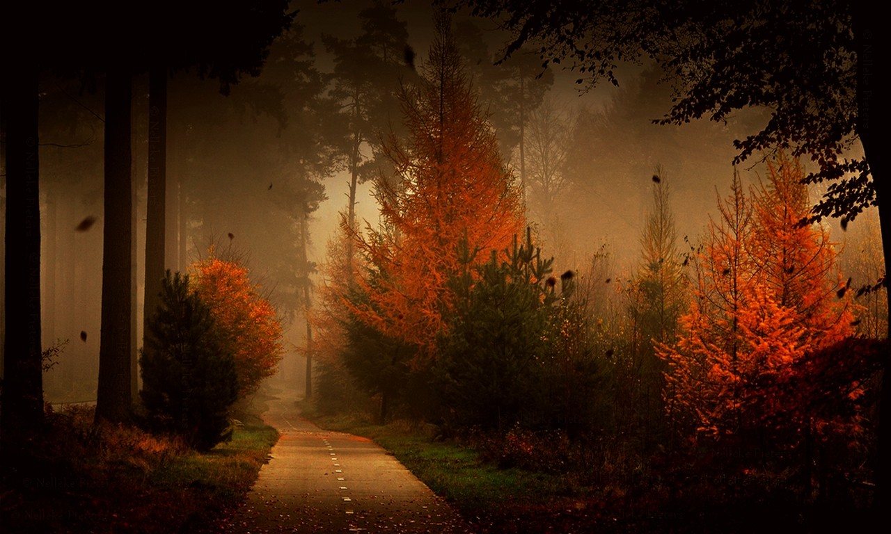 General 1280x768 forest road fall mist trees leaves nature shrubs grass watermarked