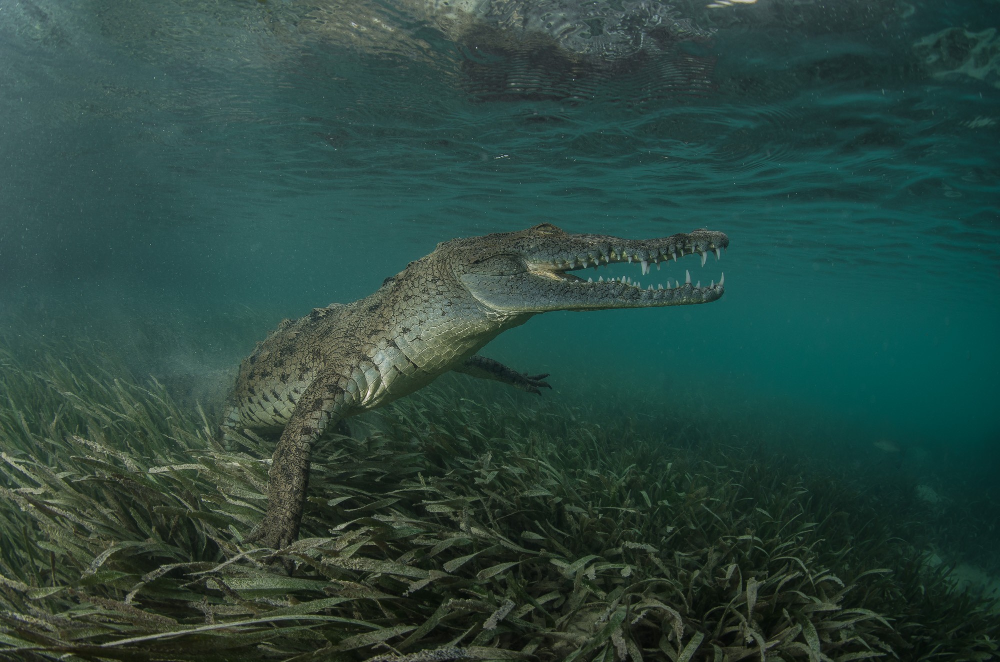 General 2000x1325 animals nature crocodiles underwater reptiles