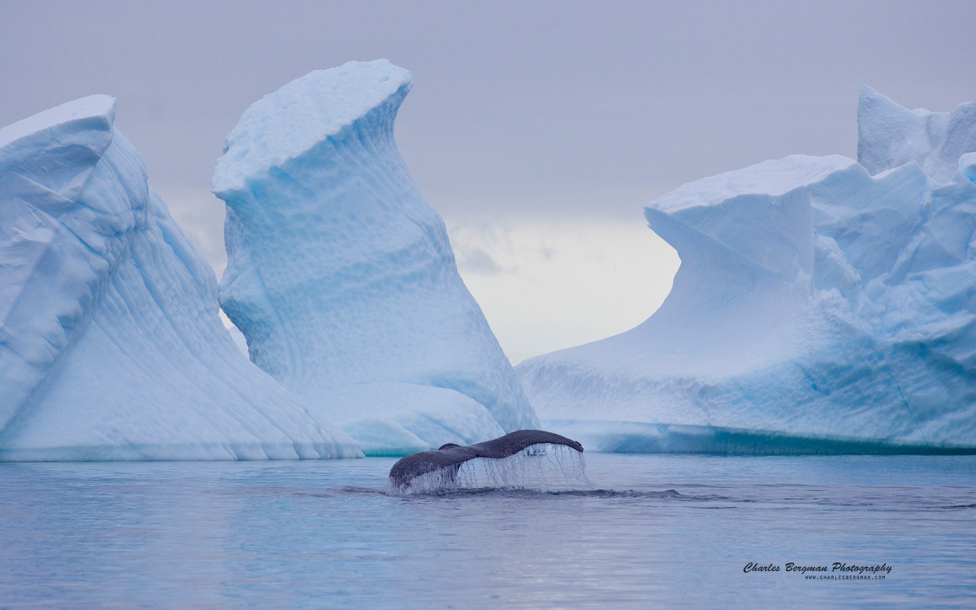General 1920x1200 nature ice animals whale iceberg nordic landscapes mammals sea water