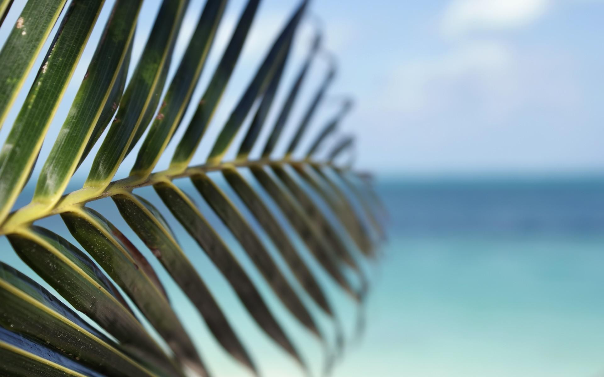 General 1920x1200 palm trees leaves blurred depth of field green sea plants closeup outdoors