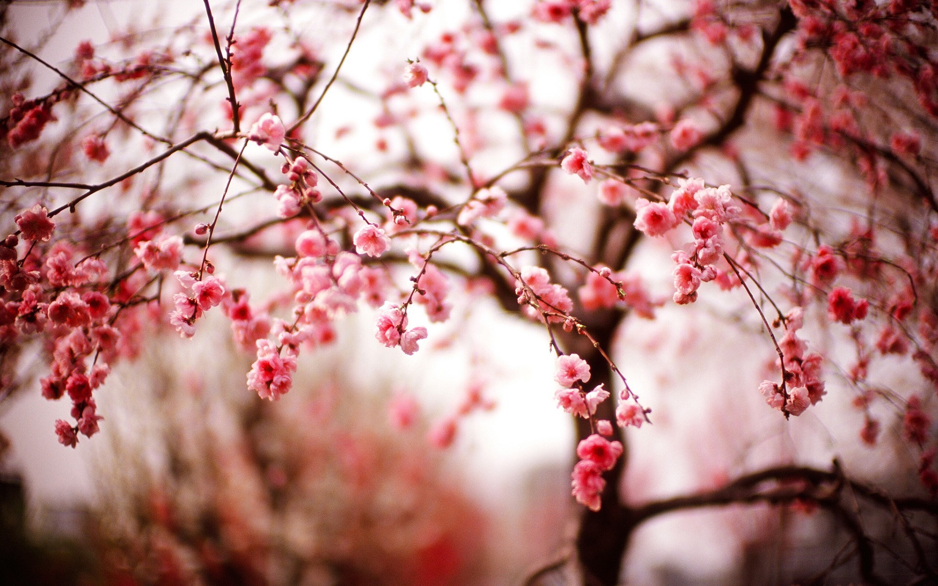 General 1920x1200 trees photography cherry blossom macro plants outdoors