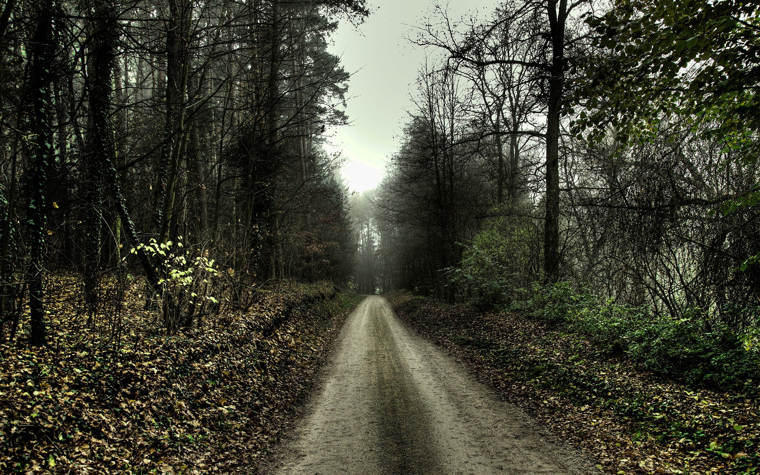 General 2560x1600 nature HDR trees forest path dirt road grass mist plants