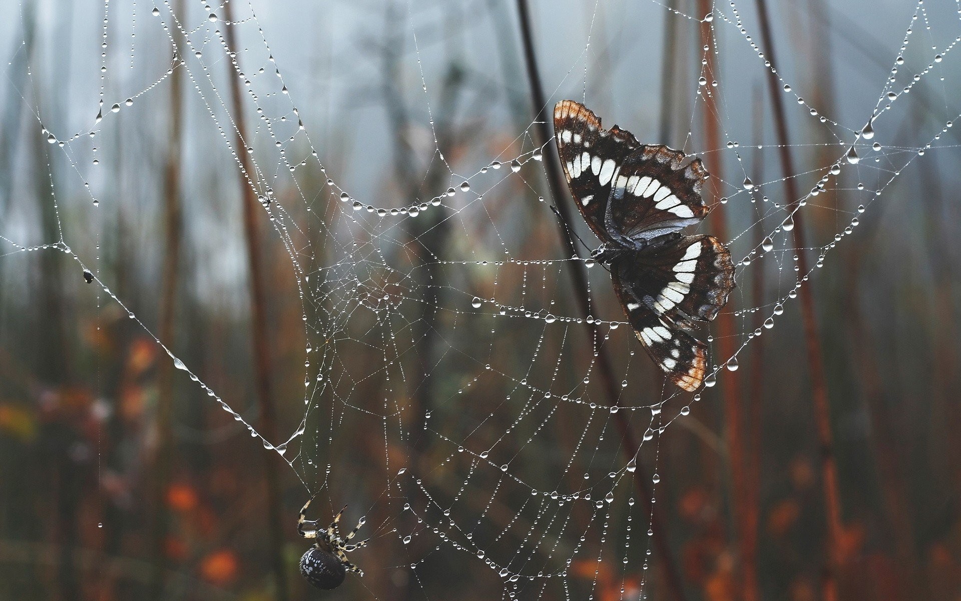 General 1920x1200 nature spiderwebs water drops trees morning leaves depth of field butterfly spider animals insect arachnid