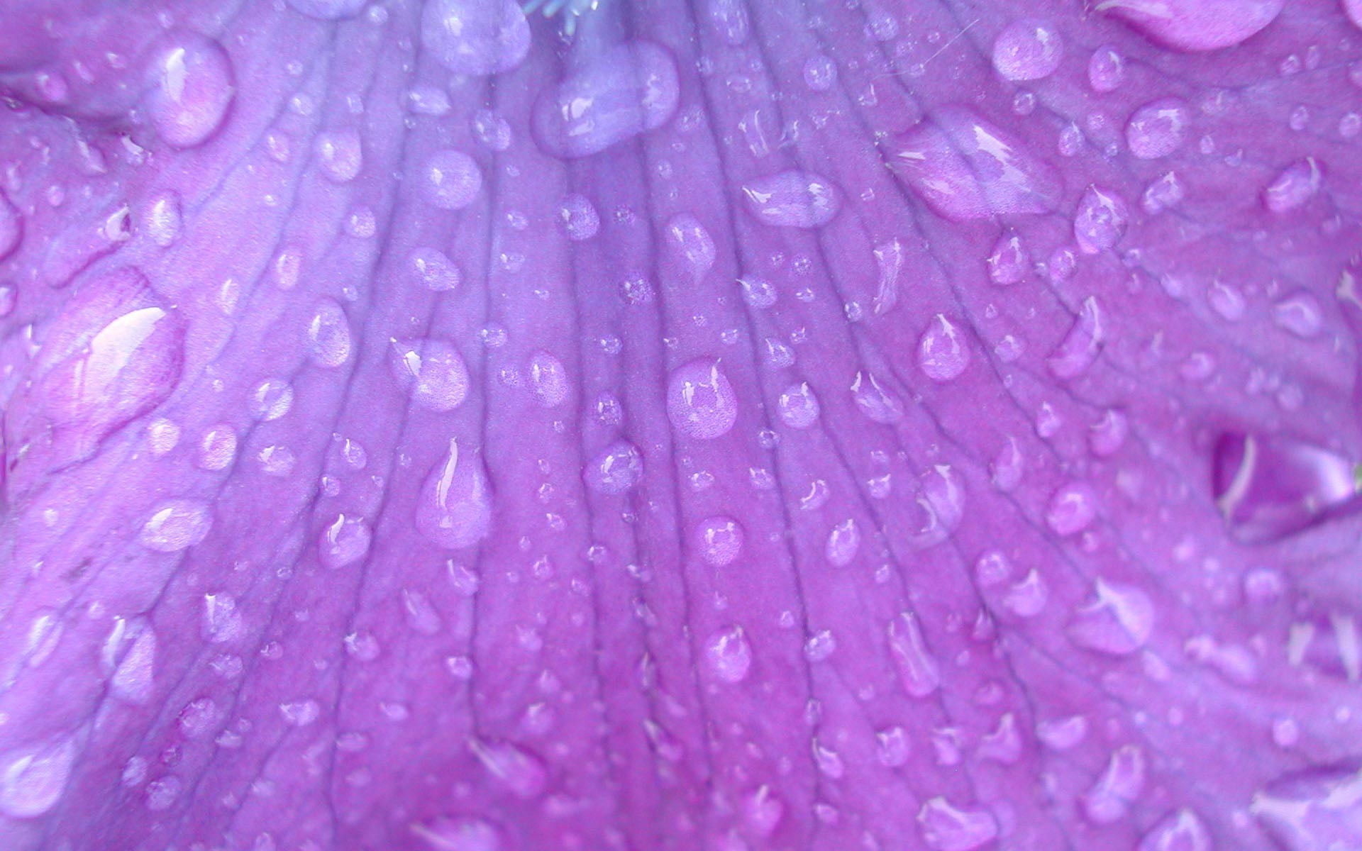 General 1920x1200 macro nature dew purple flowers petals plants