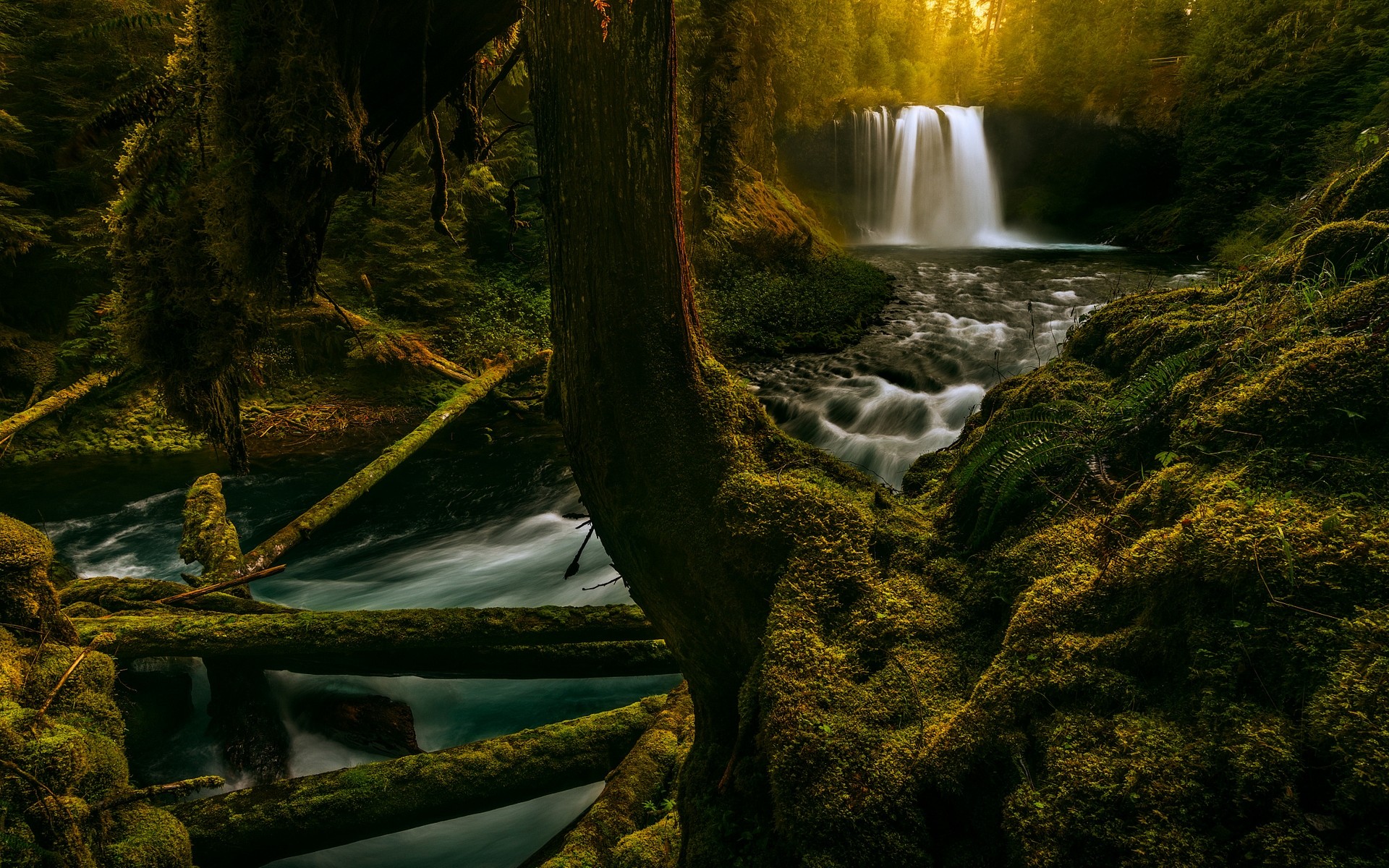 General 1920x1200 landscape nature moss waterfall forest Oregon trees ferns creeks