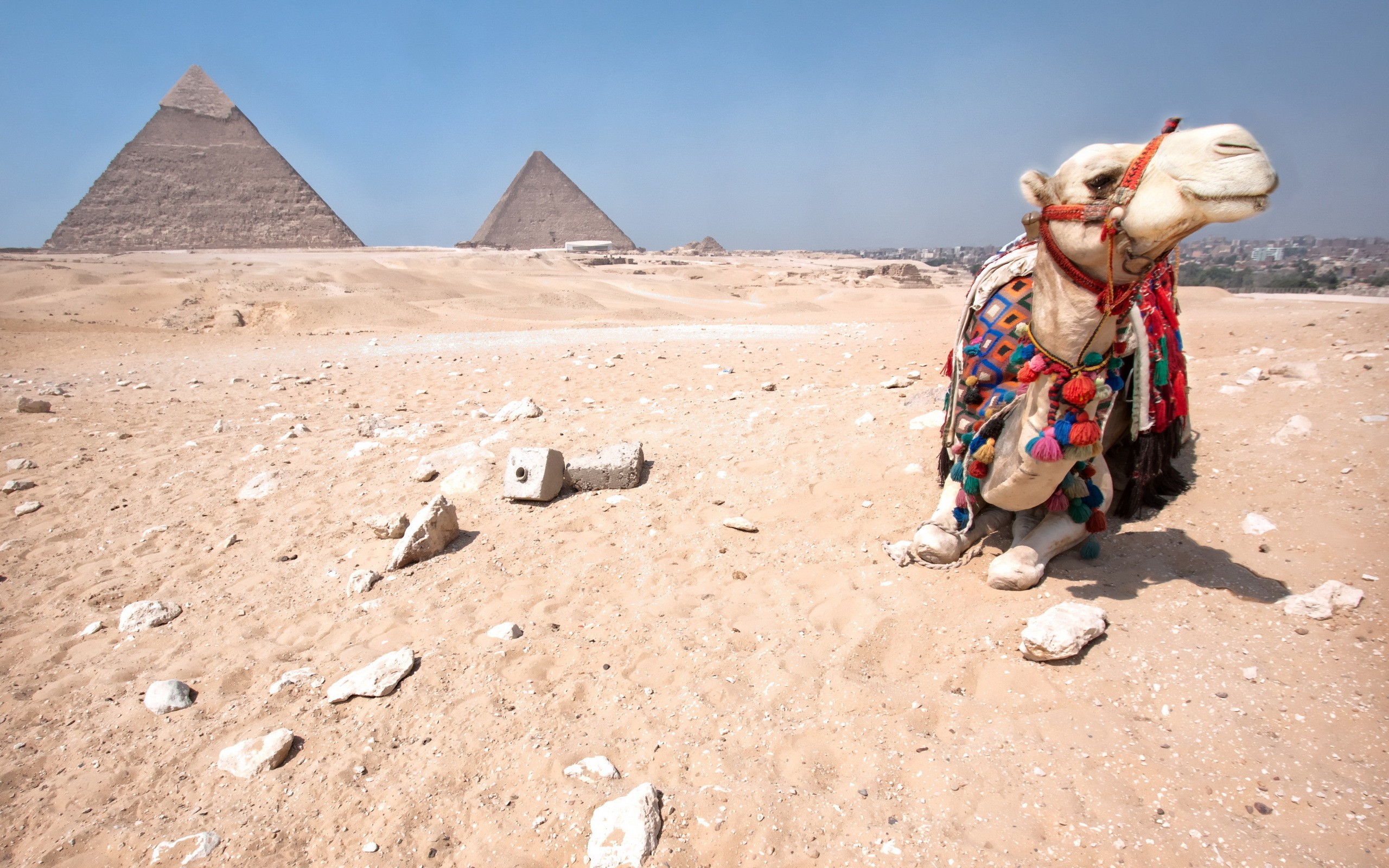 General 2560x1600 pyramid camels desert animals Egypt mammals landmark World Heritage Site Africa
