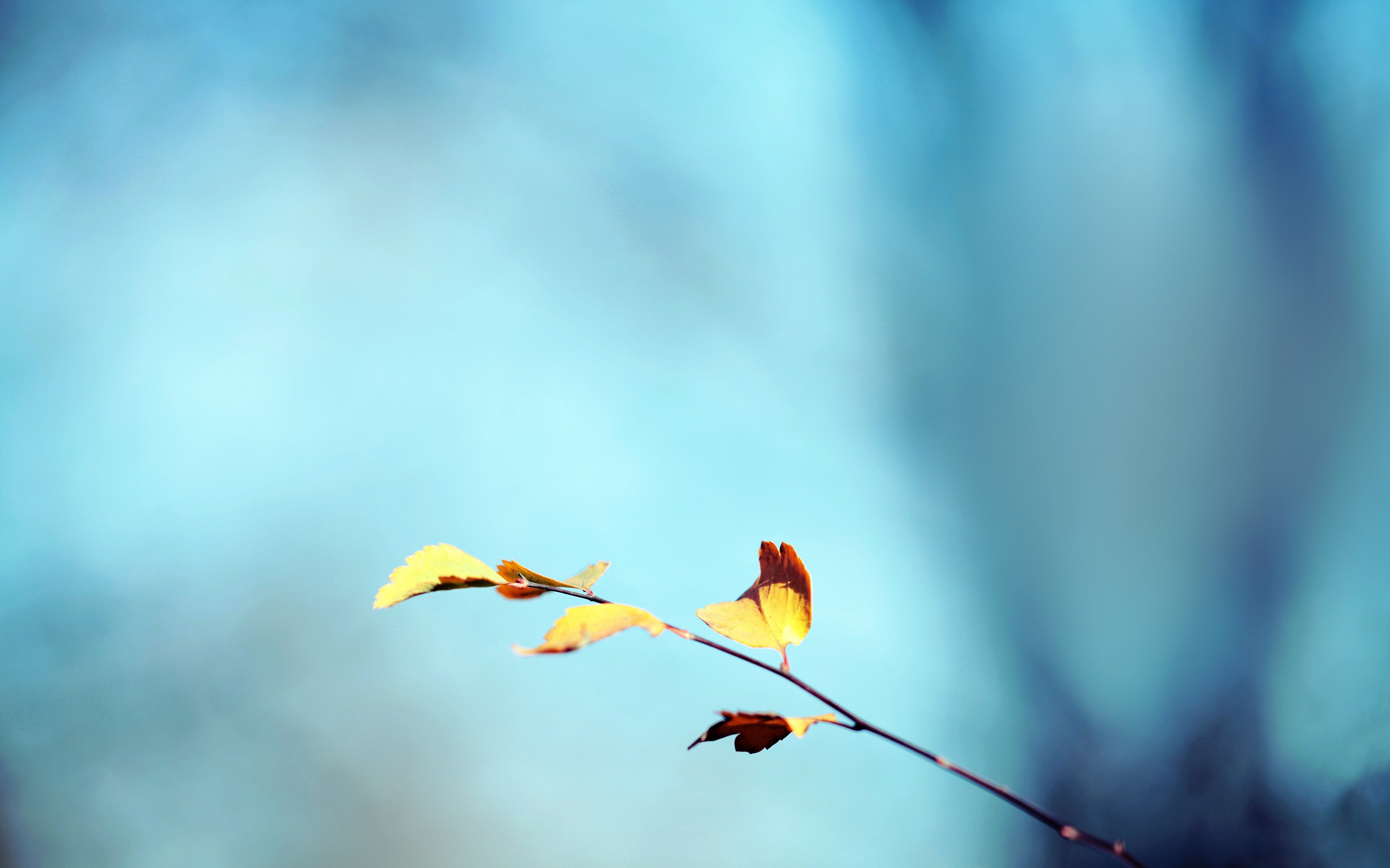 General 2560x1600 leaves simple background plants blue background bokeh