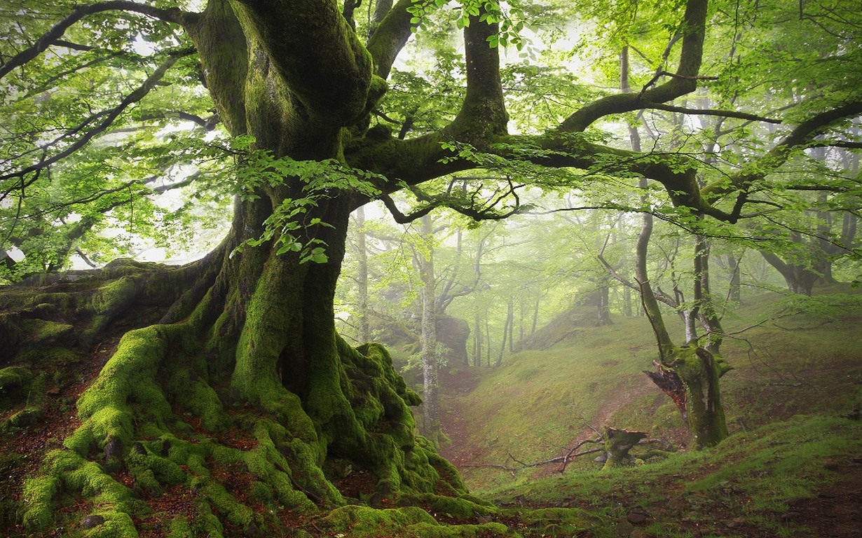 General 1230x768 nature moss spring forest mist trees roots hills green