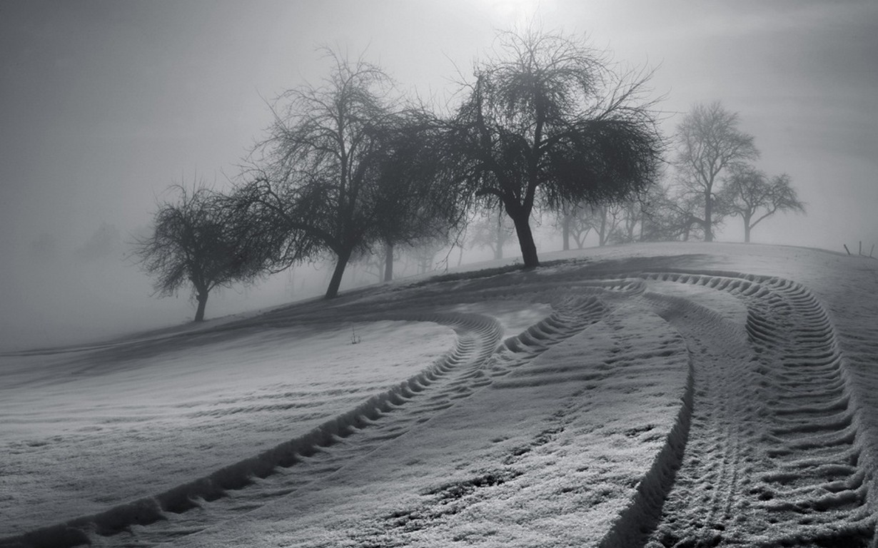 General 1230x768 monochrome landscape nature winter trees tracks mist morning sunlight snow cold ice outdoors