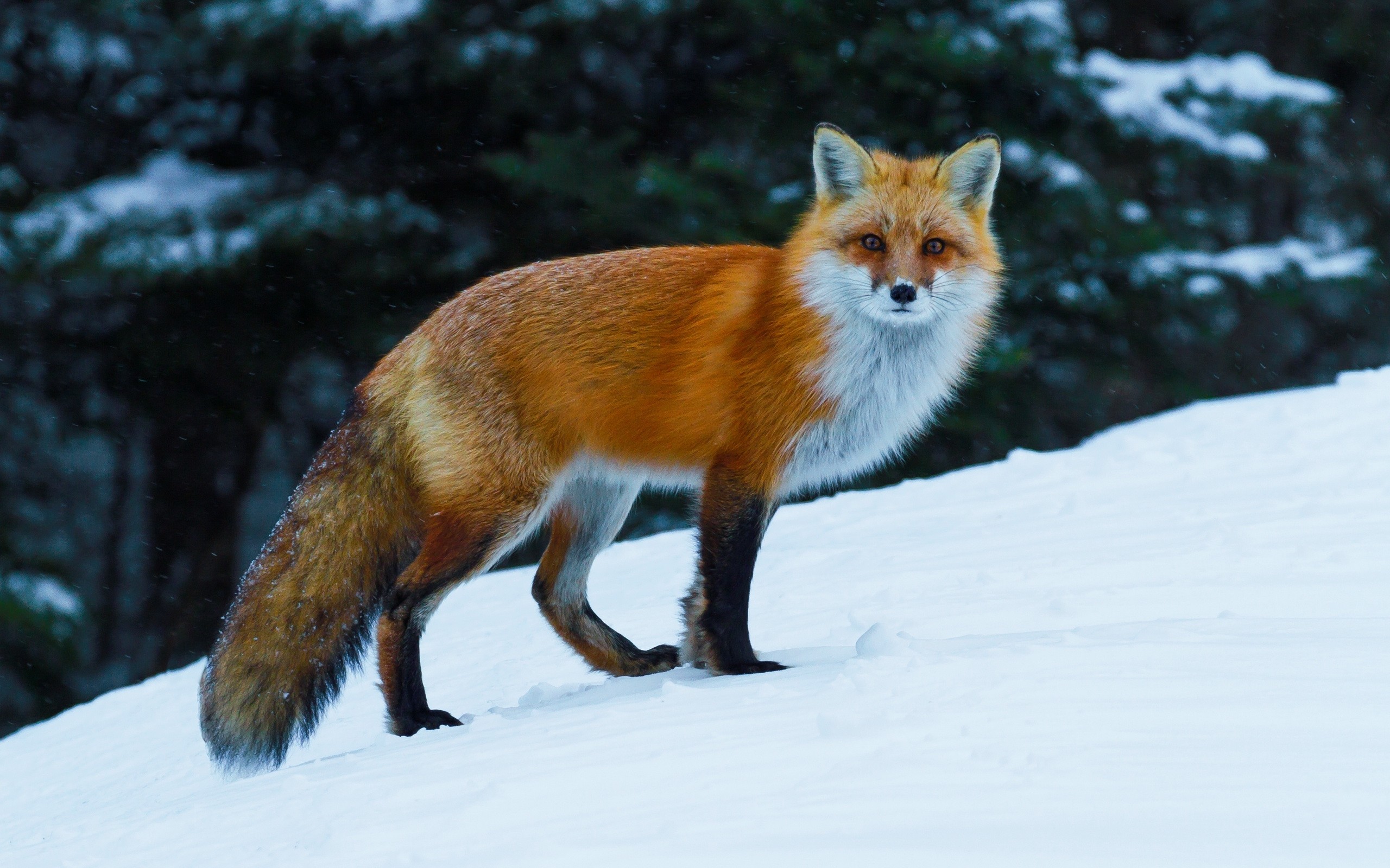 General 2560x1600 animals nature fox wildlife snow mammals winter