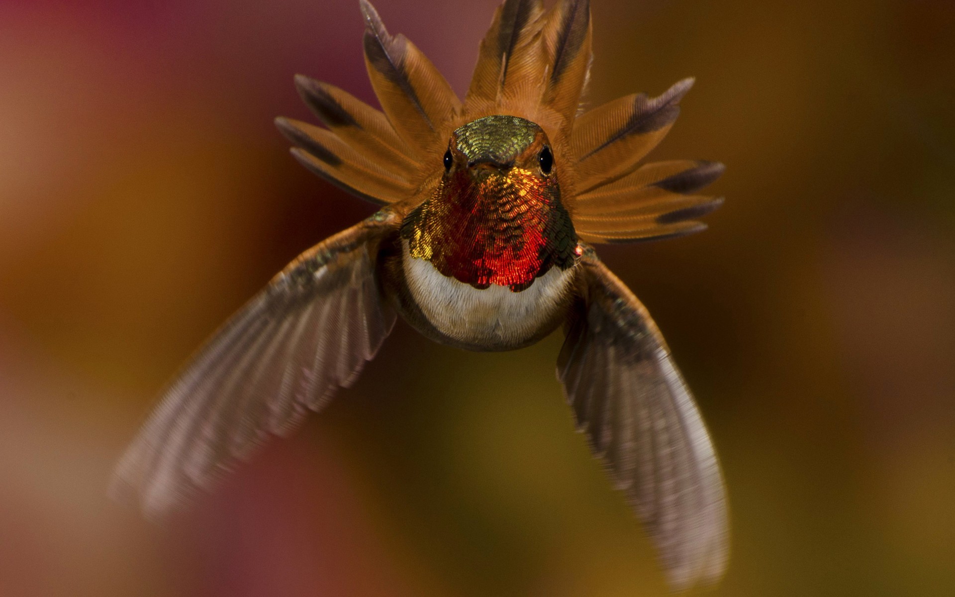 General 1920x1200 hummingbirds animals closeup macro frontal view wings flying feathers birds