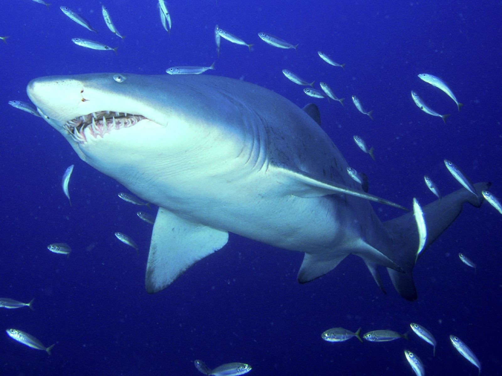 General 1600x1200 sea underwater shark fish animals