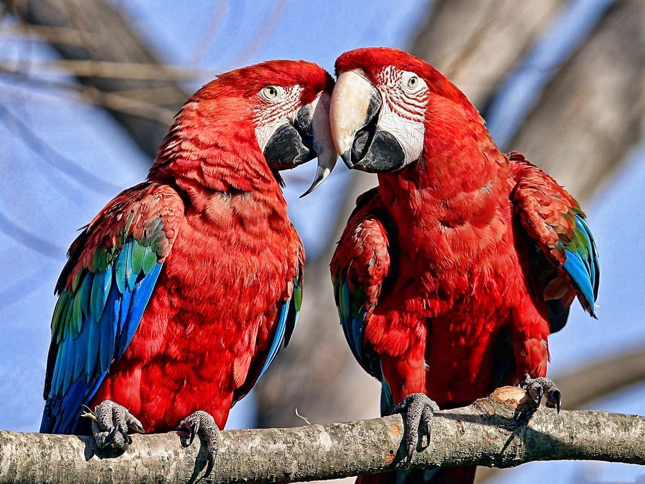 General 2078x1558 birds parrot macaws animals