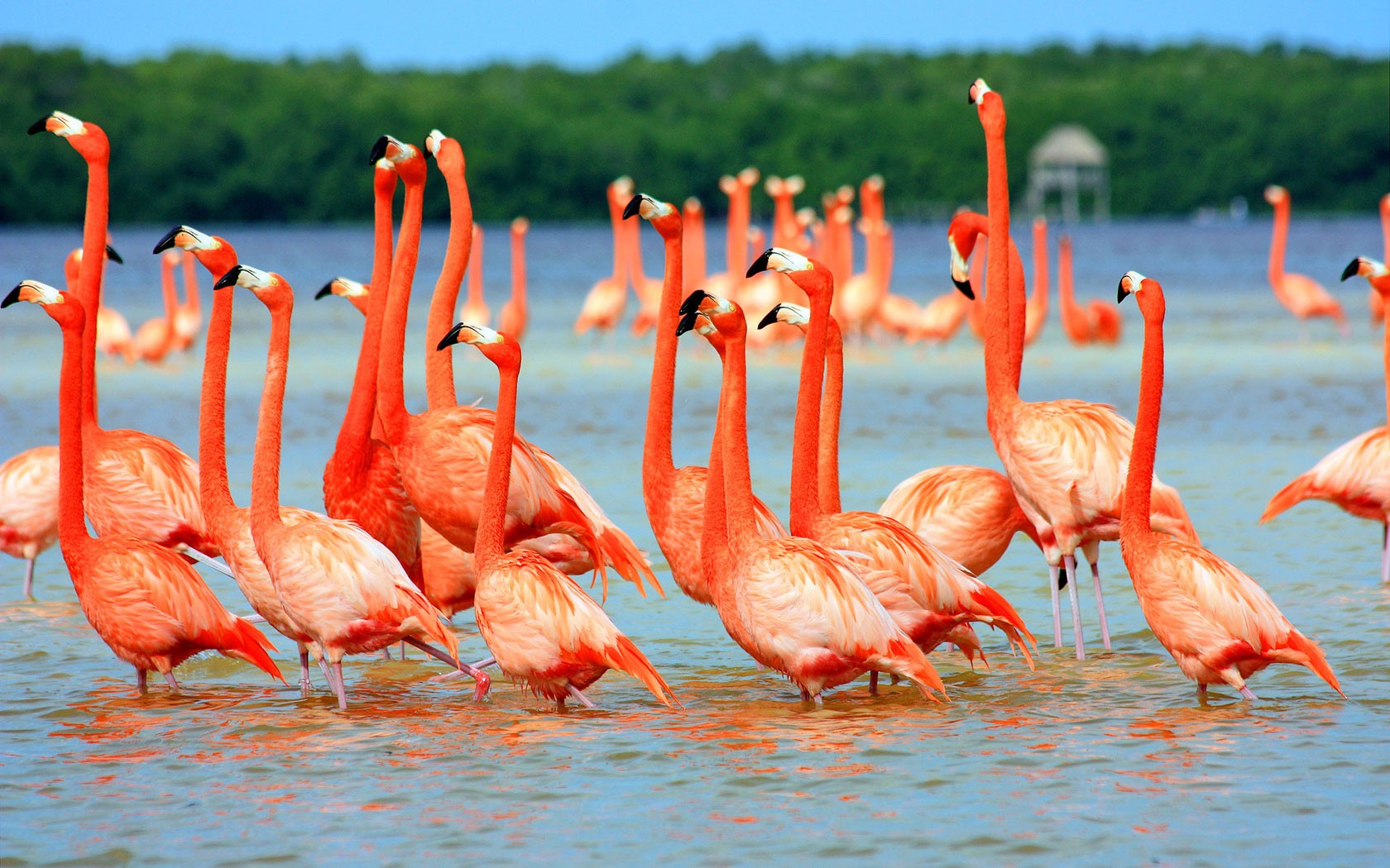 General 1680x1050 animals flamingos lake nature birds