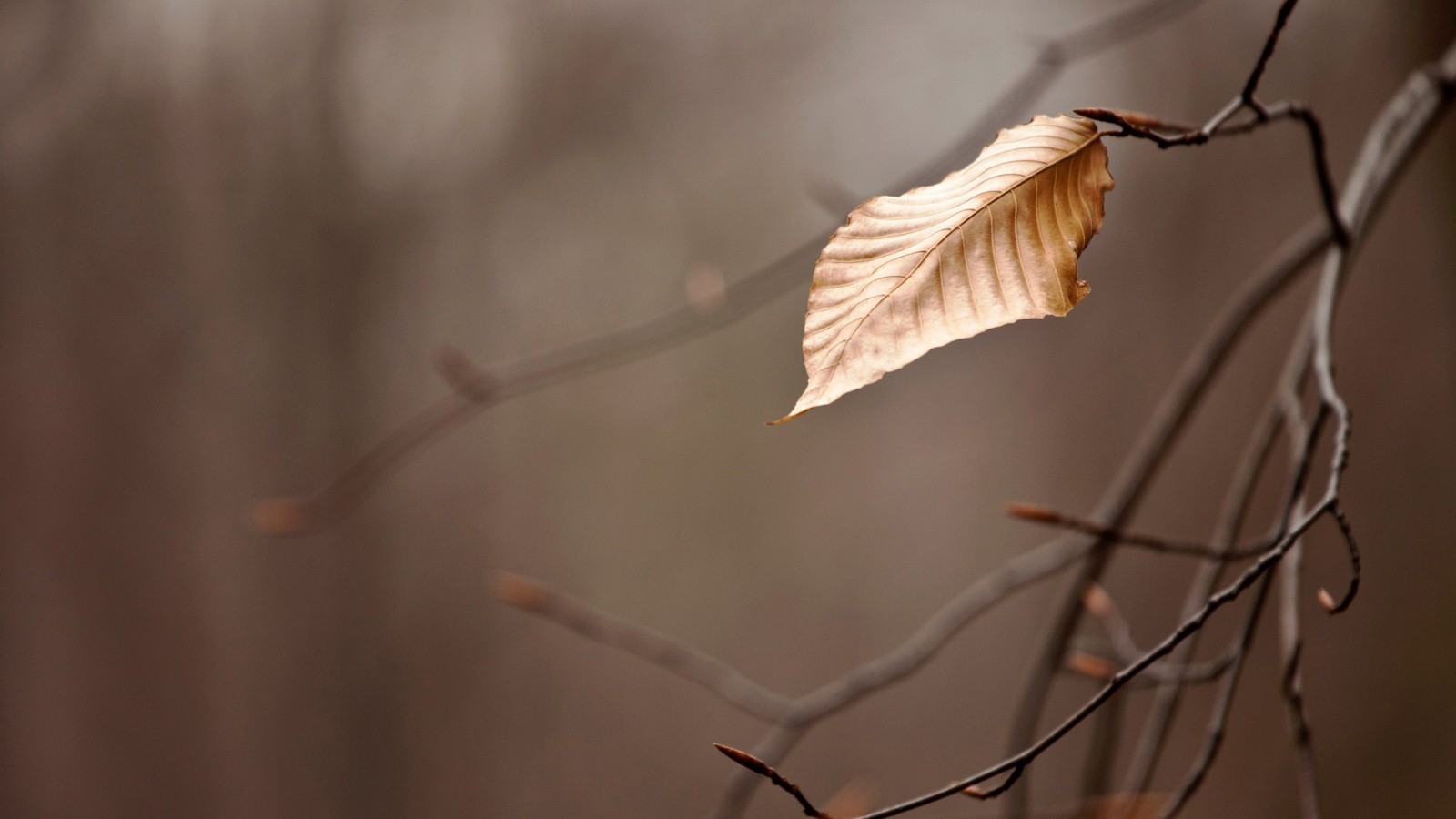 General 1600x900 nature leaves branch depth of field plants fall twigs