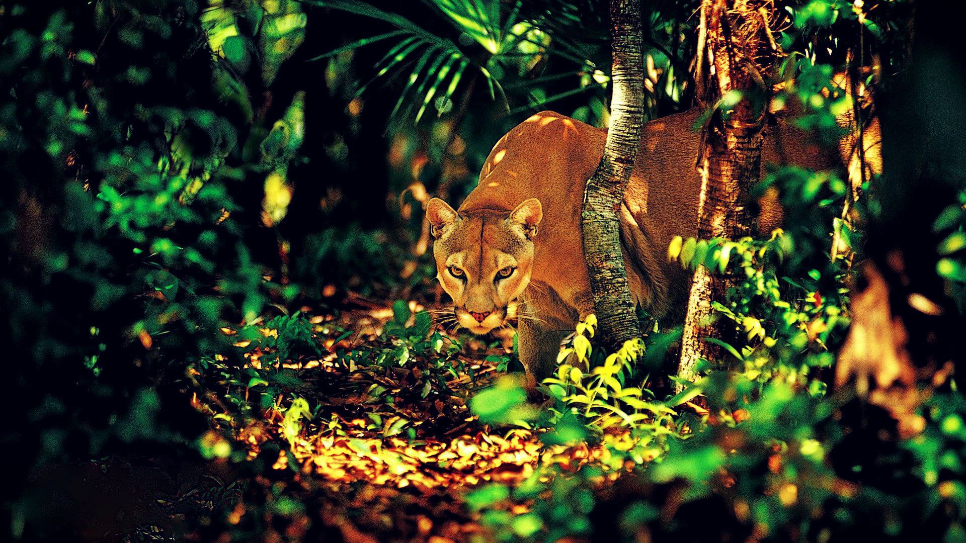 General 1920x1080 pumas jungle big cats animals nature looking at viewer dappled sunlight green mammals vibrant