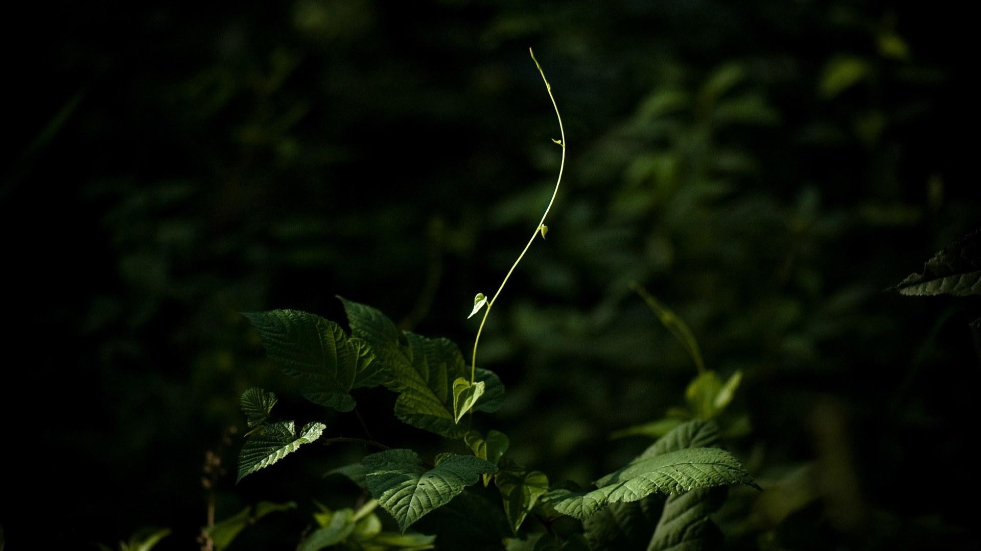 General 1920x1080 nature macro leaves plants