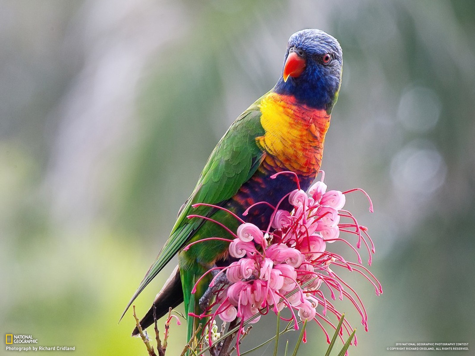 General 1600x1200 birds flowers National Geographic parrot lorikeet plants animals 2010 (Year) colorful outdoors