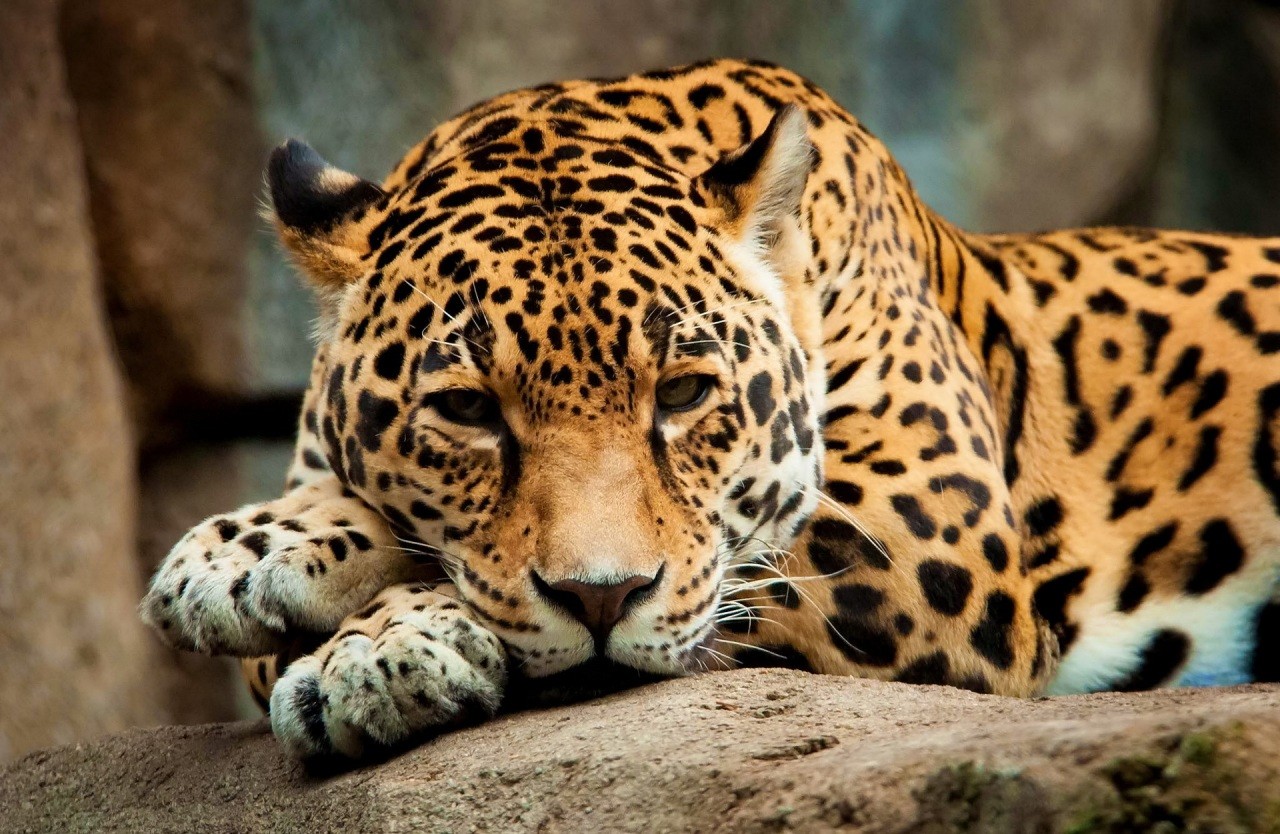 General 1280x834 leopard feline big cats animals mammals relaxing