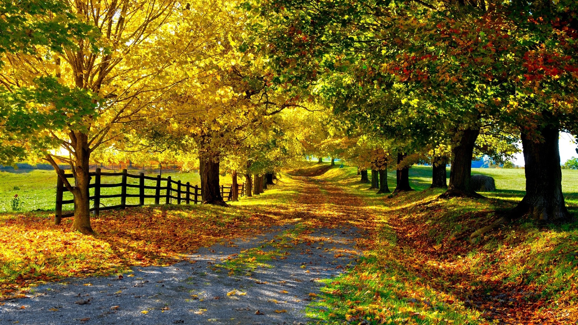 General 1920x1080 leaves outdoors fall dirt road dappled sunlight fence fallen leaves calm nature trees yellow idyllic