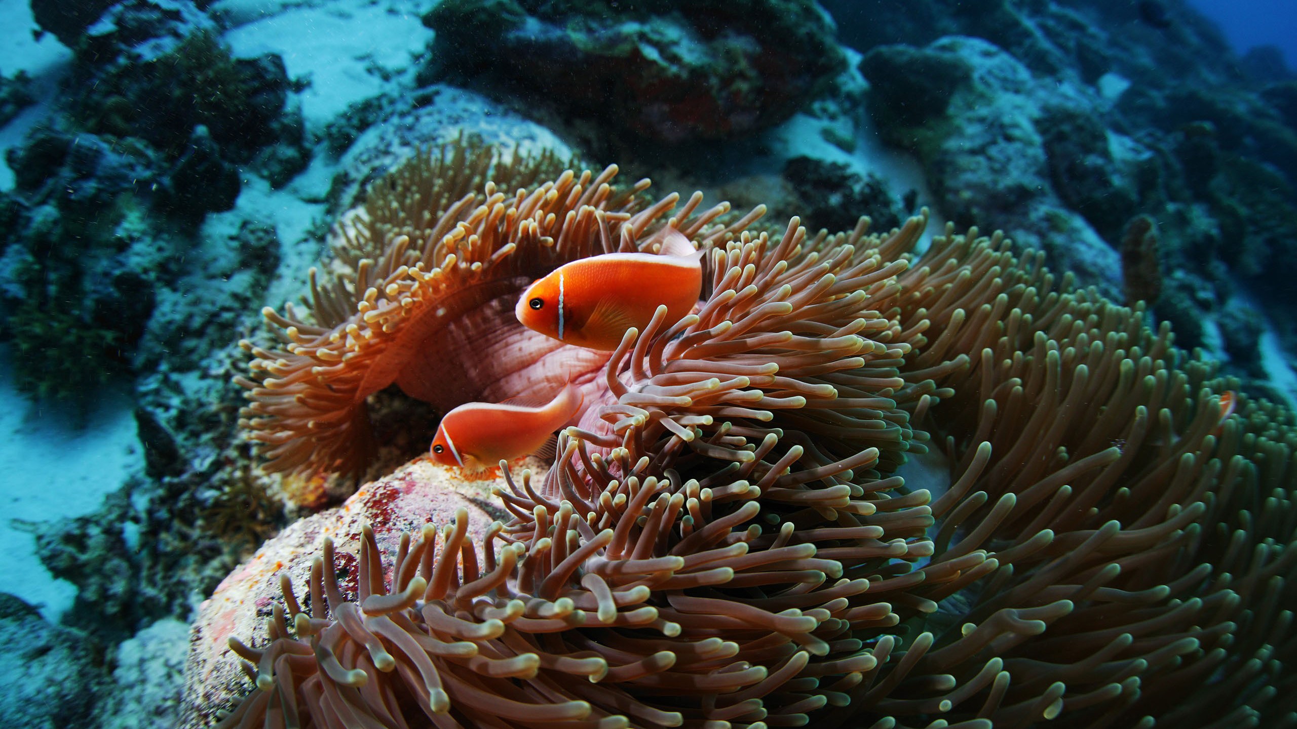 General 2560x1440 clownfish sea anemones animals coral sea life underwater fish nature