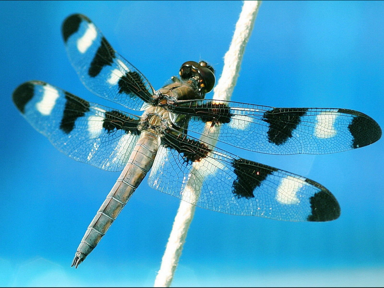 General 1600x1200 dragonflies animals insect cyan macro